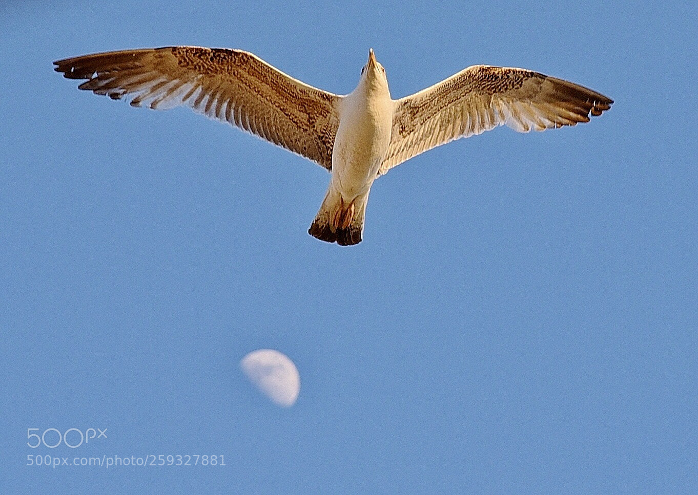 Nikon D750 sample photo. Seagull& moon photography