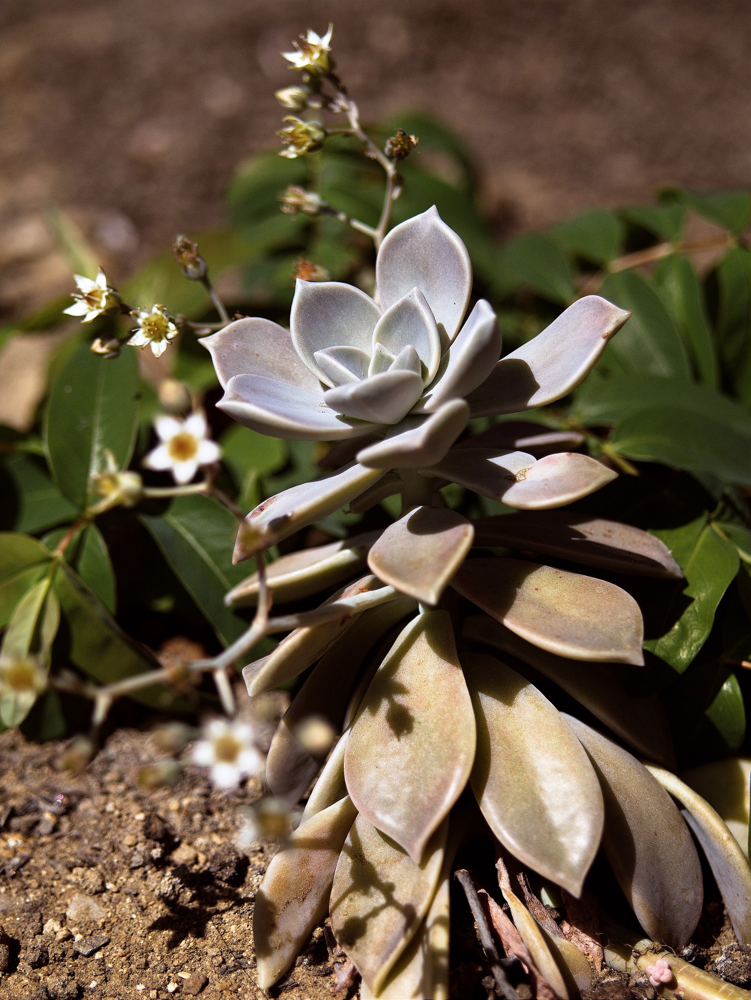 Panasonic Lumix DC-GX9 sample photo. *** photography