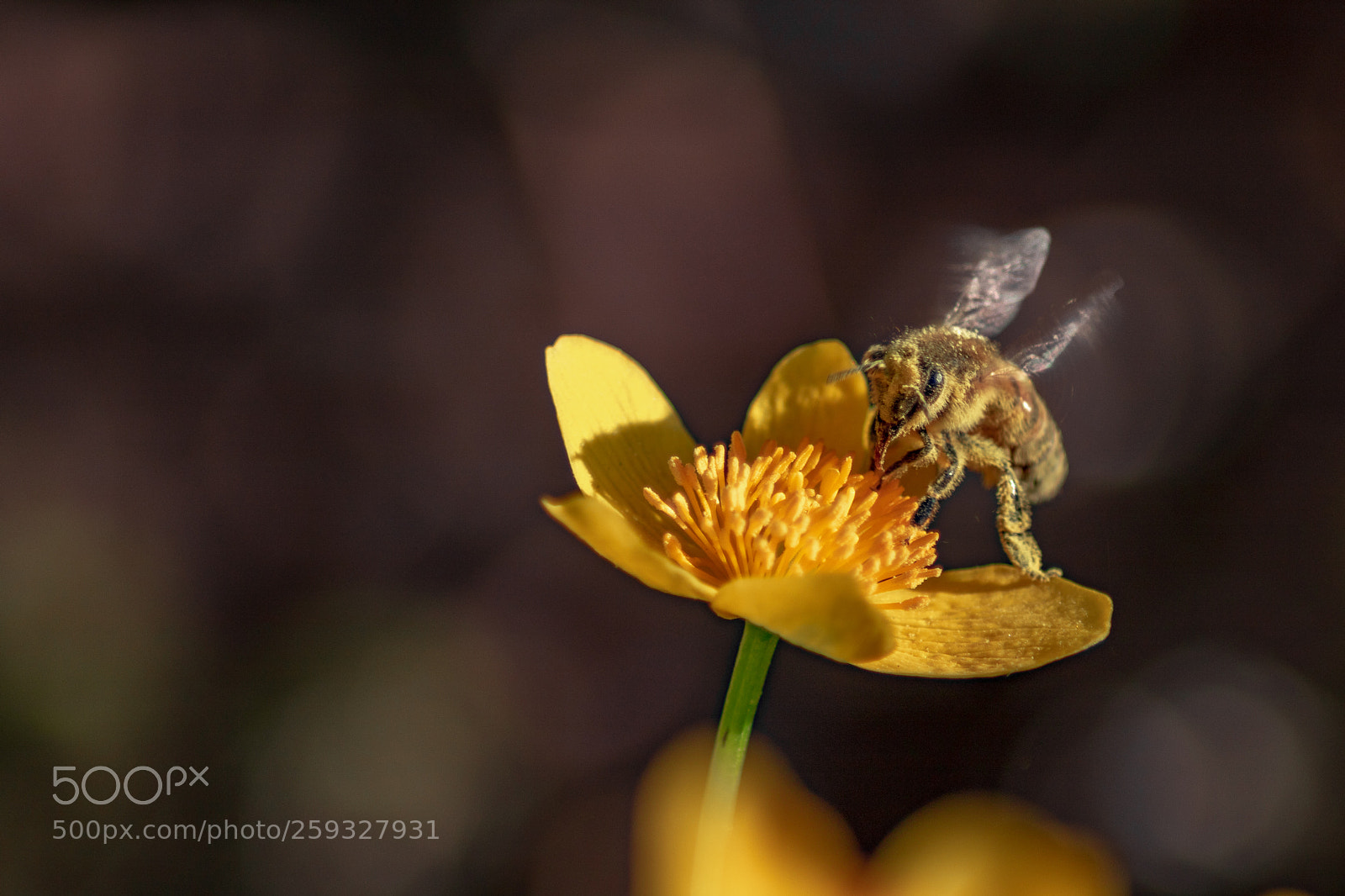 Canon EOS 750D (EOS Rebel T6i / EOS Kiss X8i) sample photo. A bee and a photography