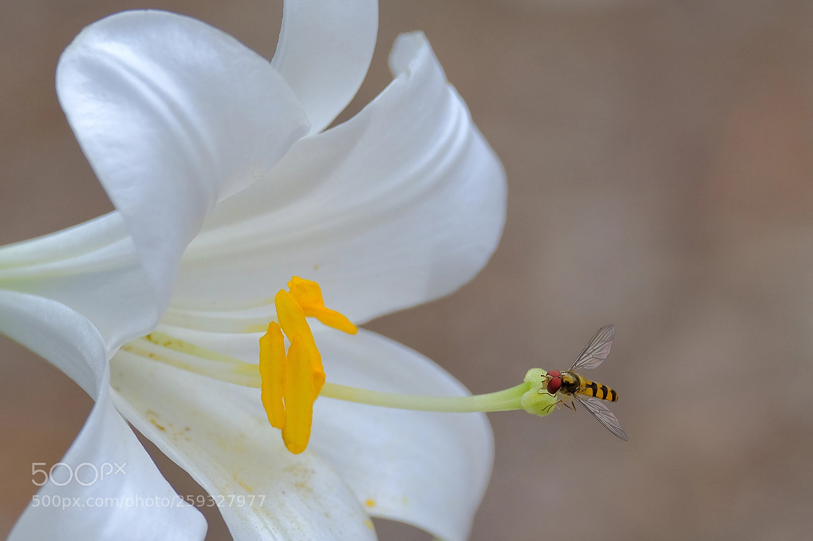 Fujifilm X-T2 sample photo. Osica na ljiljanu photography