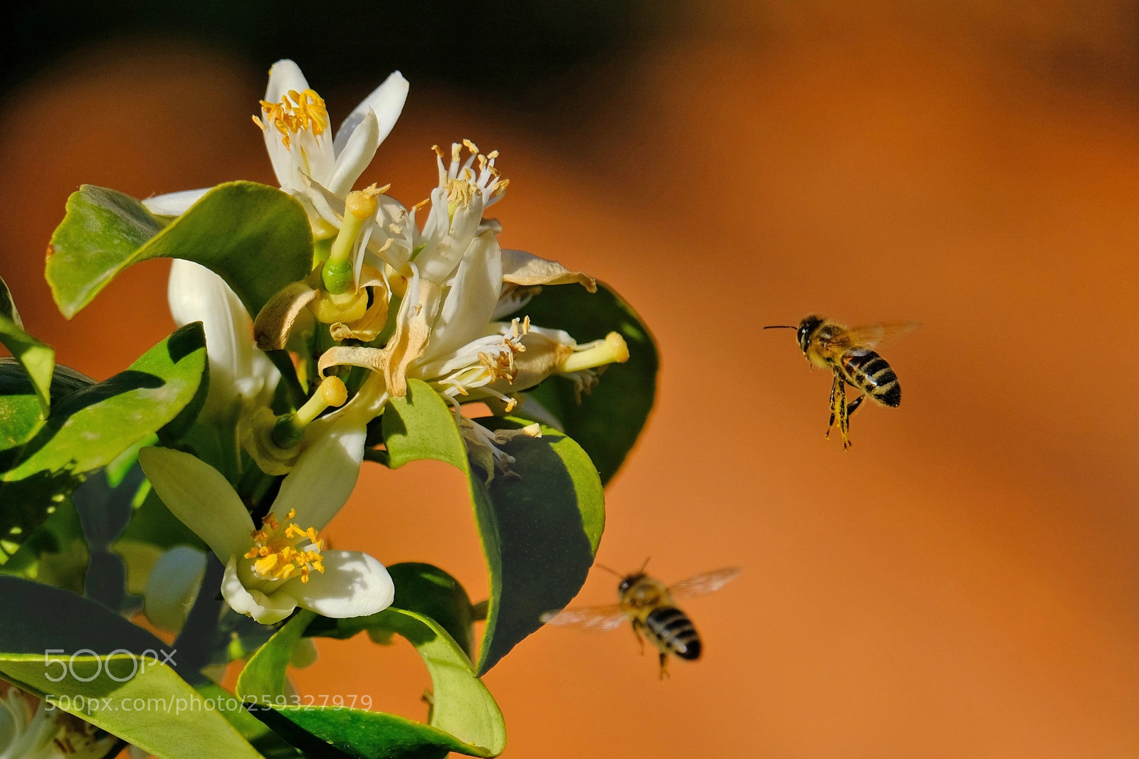Fujifilm X-T2 sample photo. Two bees photography