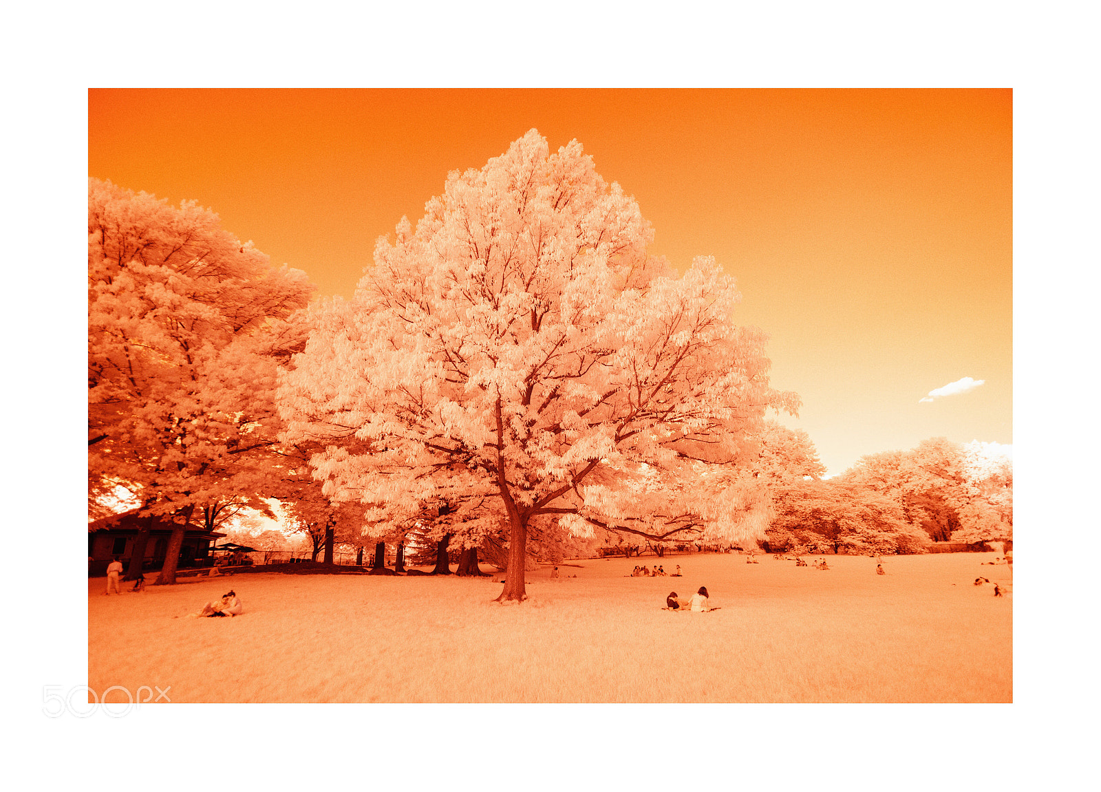 Nikon D700 sample photo. Orange sheep photography