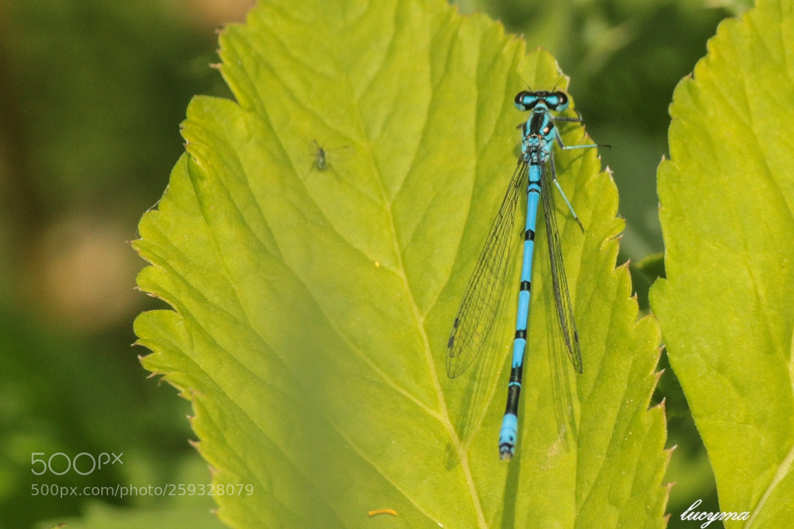 Canon EOS 1300D (EOS Rebel T6 / EOS Kiss X80) sample photo. Belle demoiselle photography