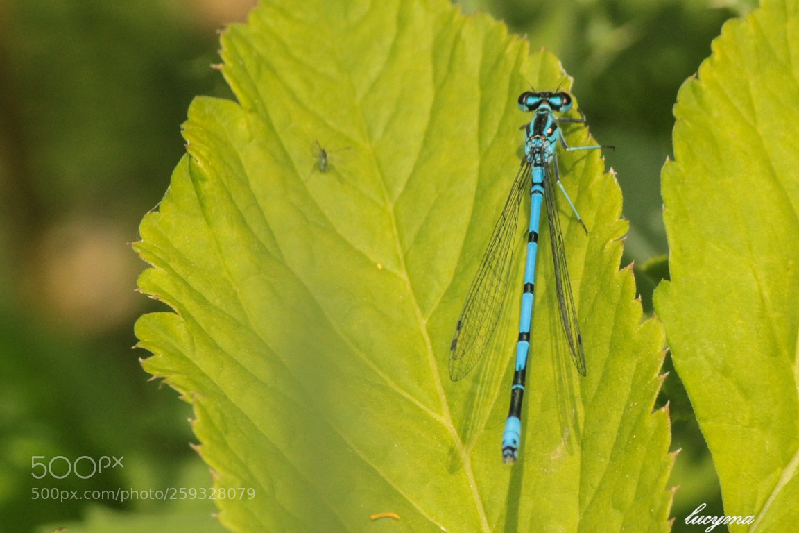 Canon EOS 1300D (EOS Rebel T6 / EOS Kiss X80) sample photo. Belle demoiselle photography