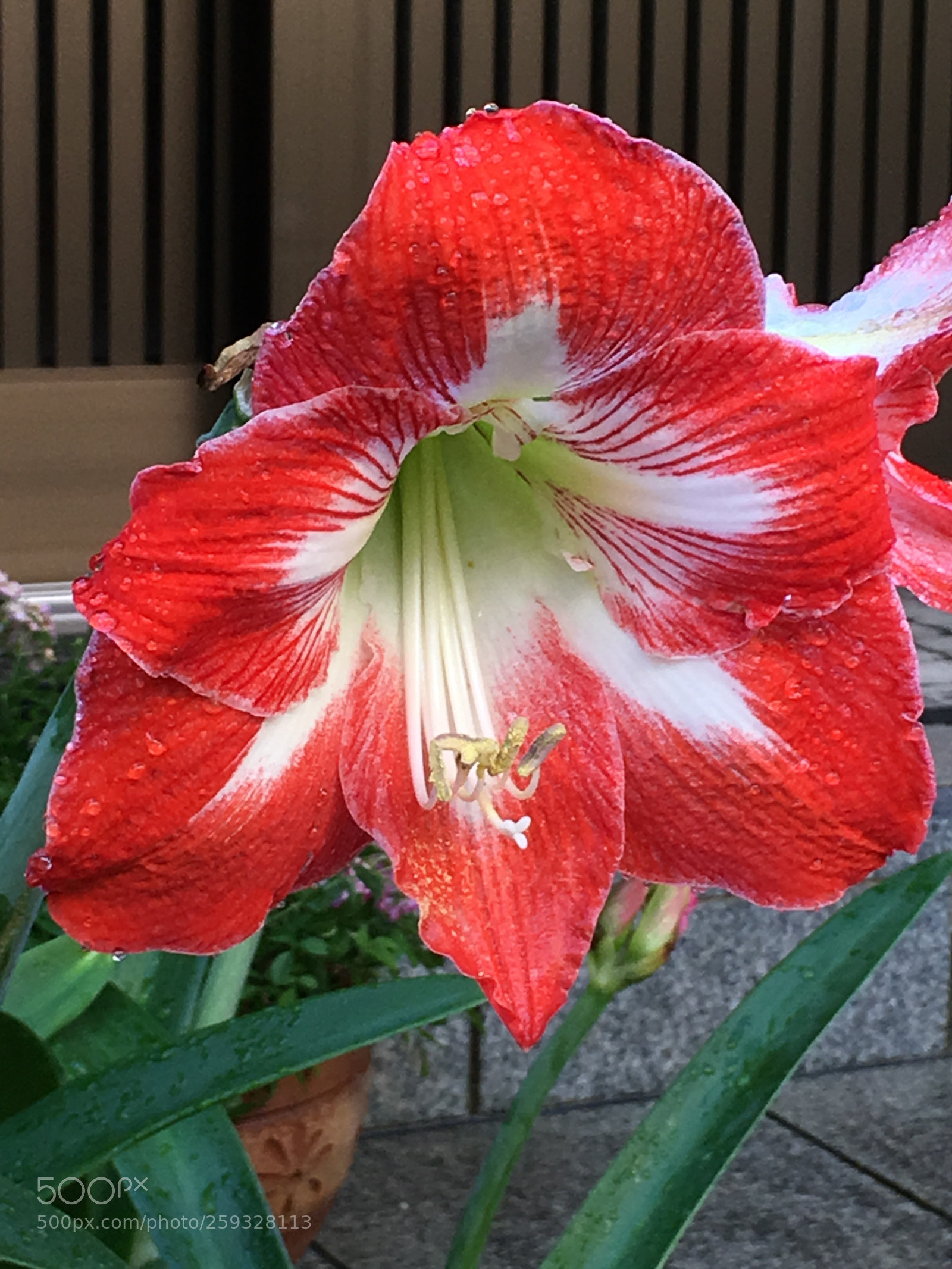 Apple iPhone 6s Plus sample photo. Spring2018 flowers photography