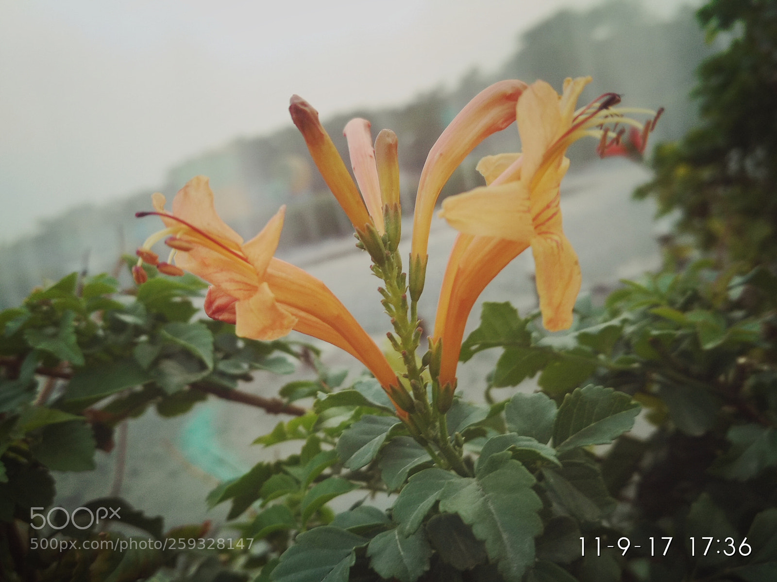 Xiaomi Redmi 4 Pro sample photo. Untitled photography