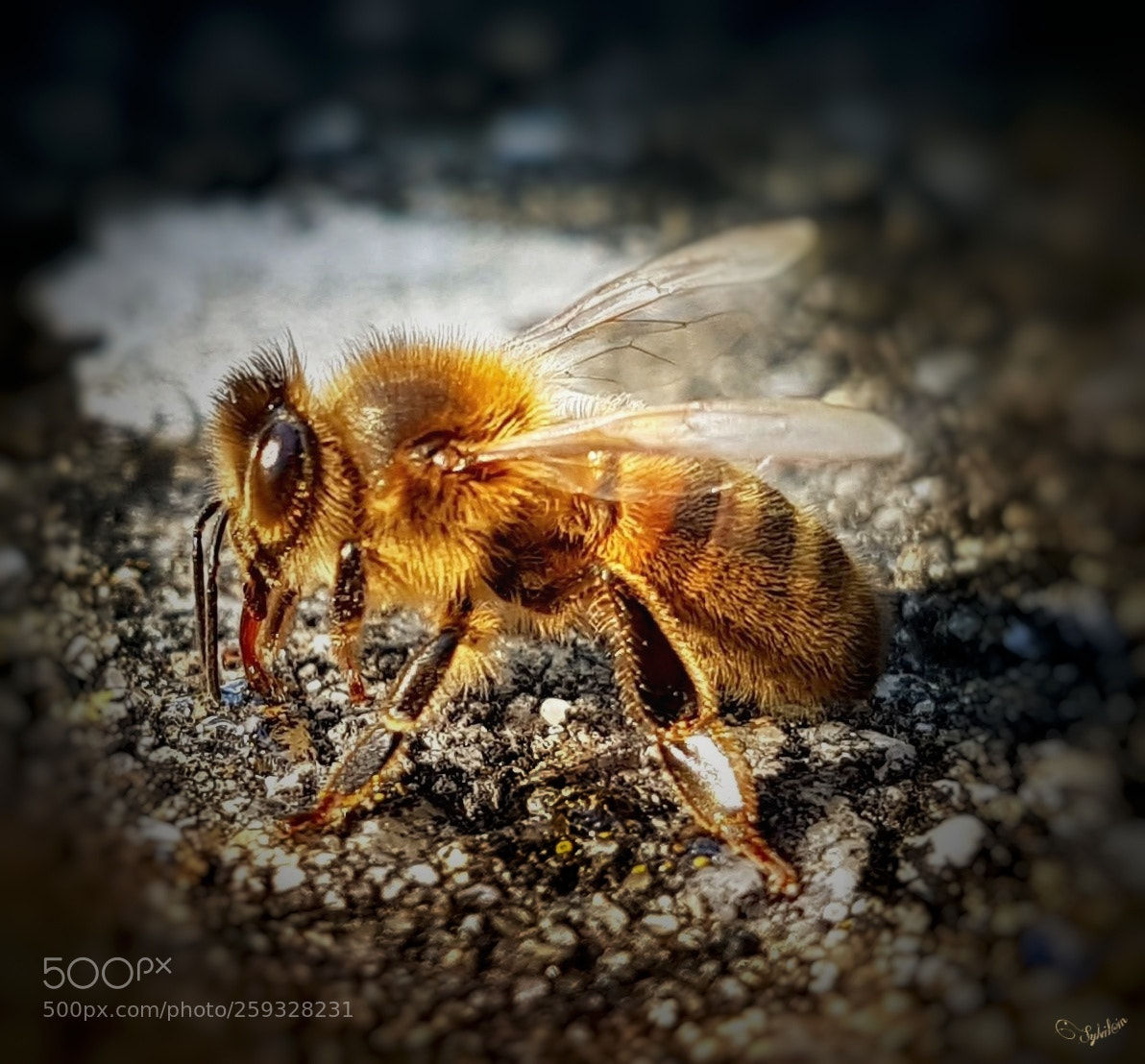 Samsung Galaxy S7 Edge sample photo. Abeille photography