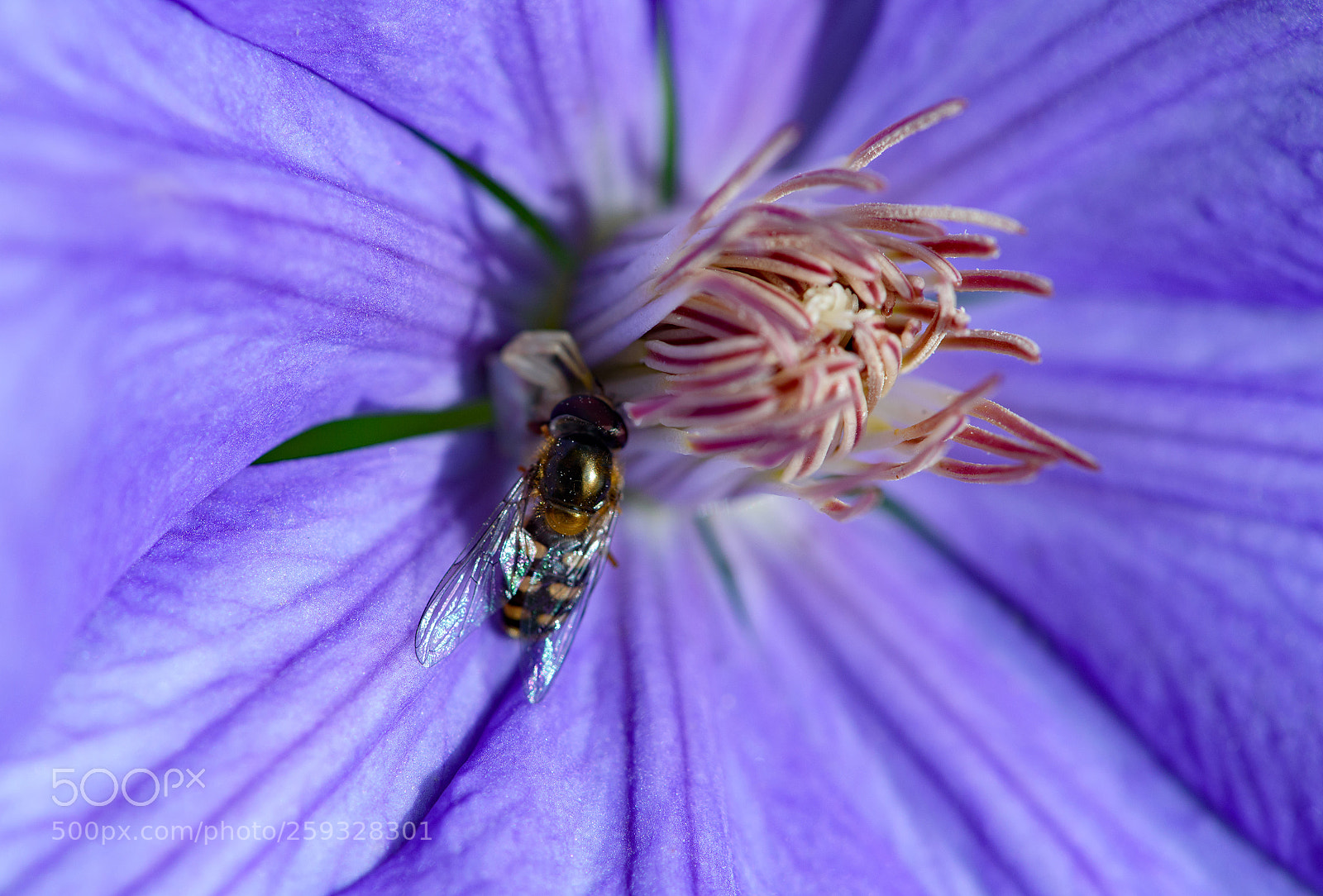 Nikon D750 sample photo. Clematide con insetto photography
