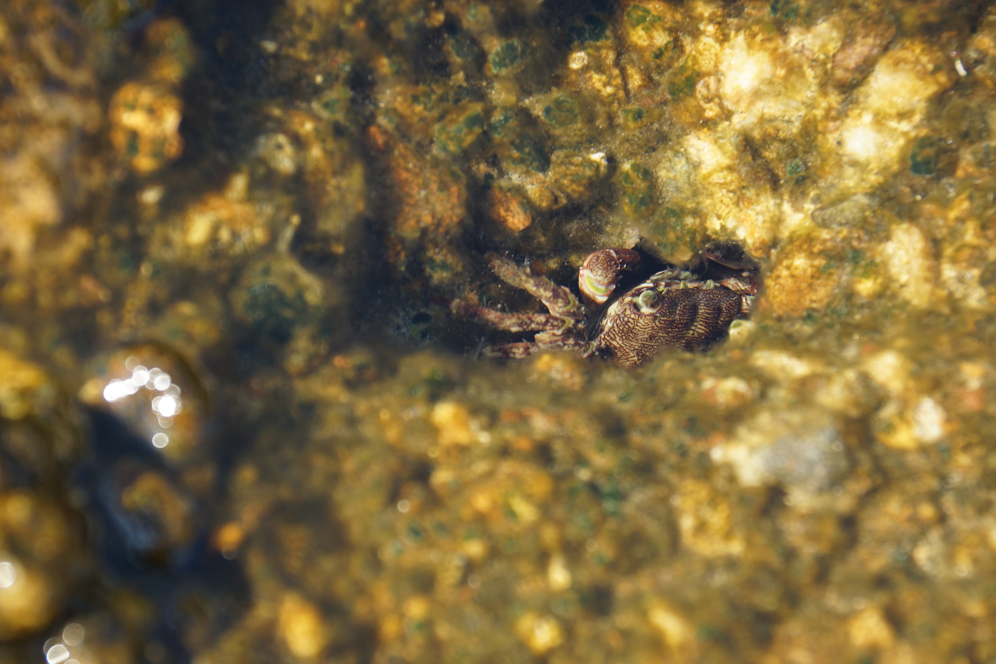Sony DT 18-135mm F3.5-5.6 SAM sample photo. Crab hunting photography