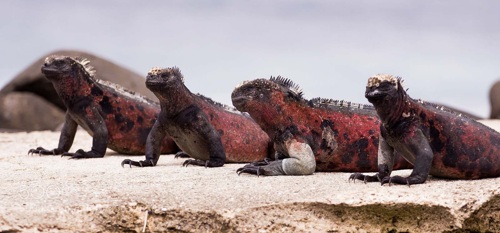 Canon EOS 550D (EOS Rebel T2i / EOS Kiss X4) sample photo. Iguana jury galapagos photography