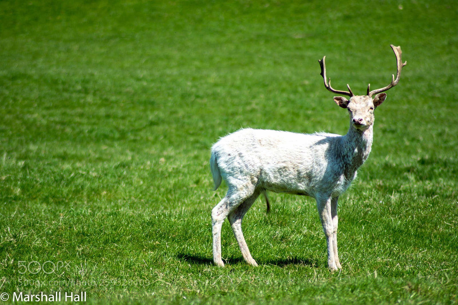 Nikon D7200 sample photo. Fallow deer photography
