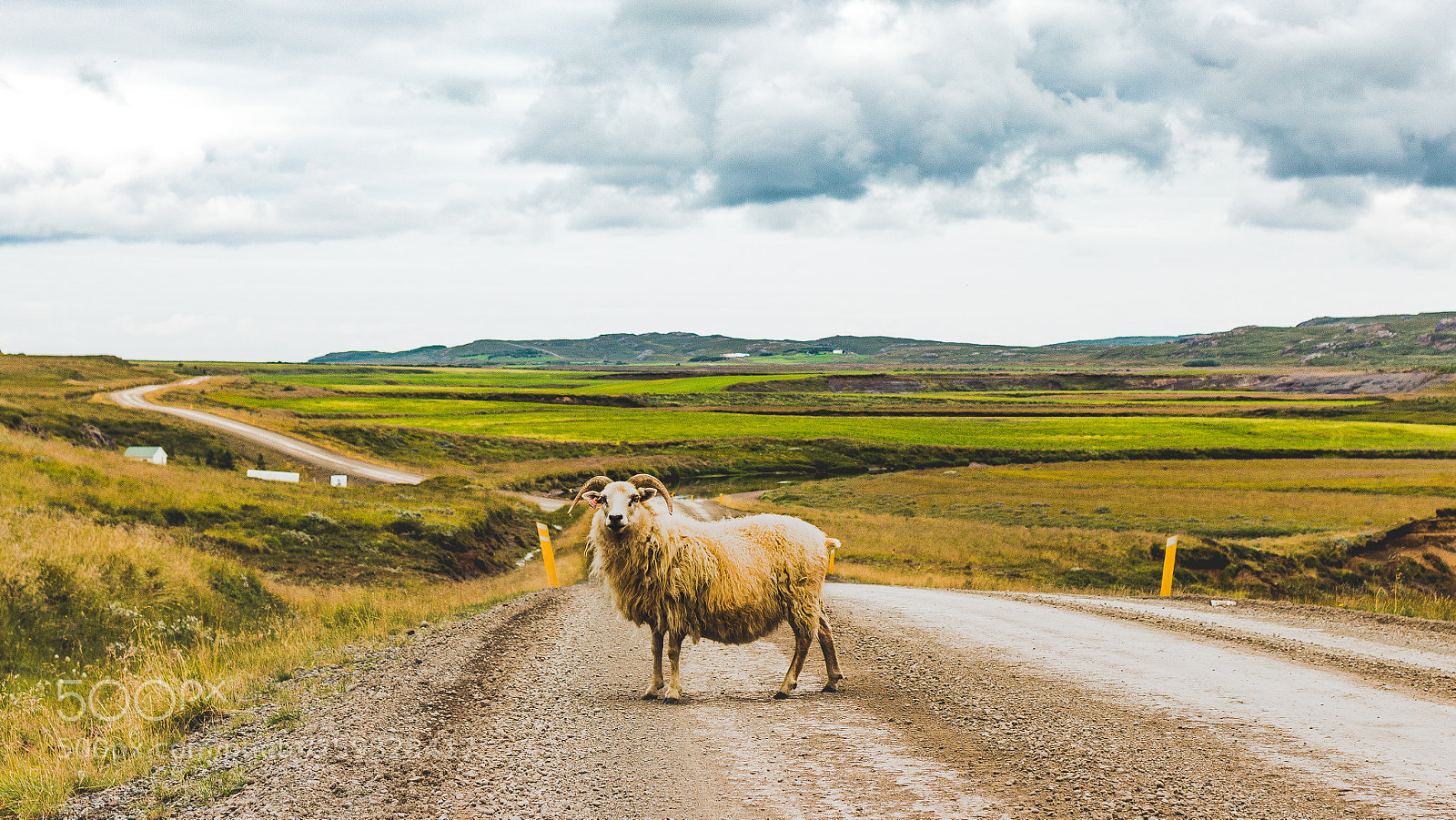 Canon EOS 70D sample photo. Icelandic sheep photography