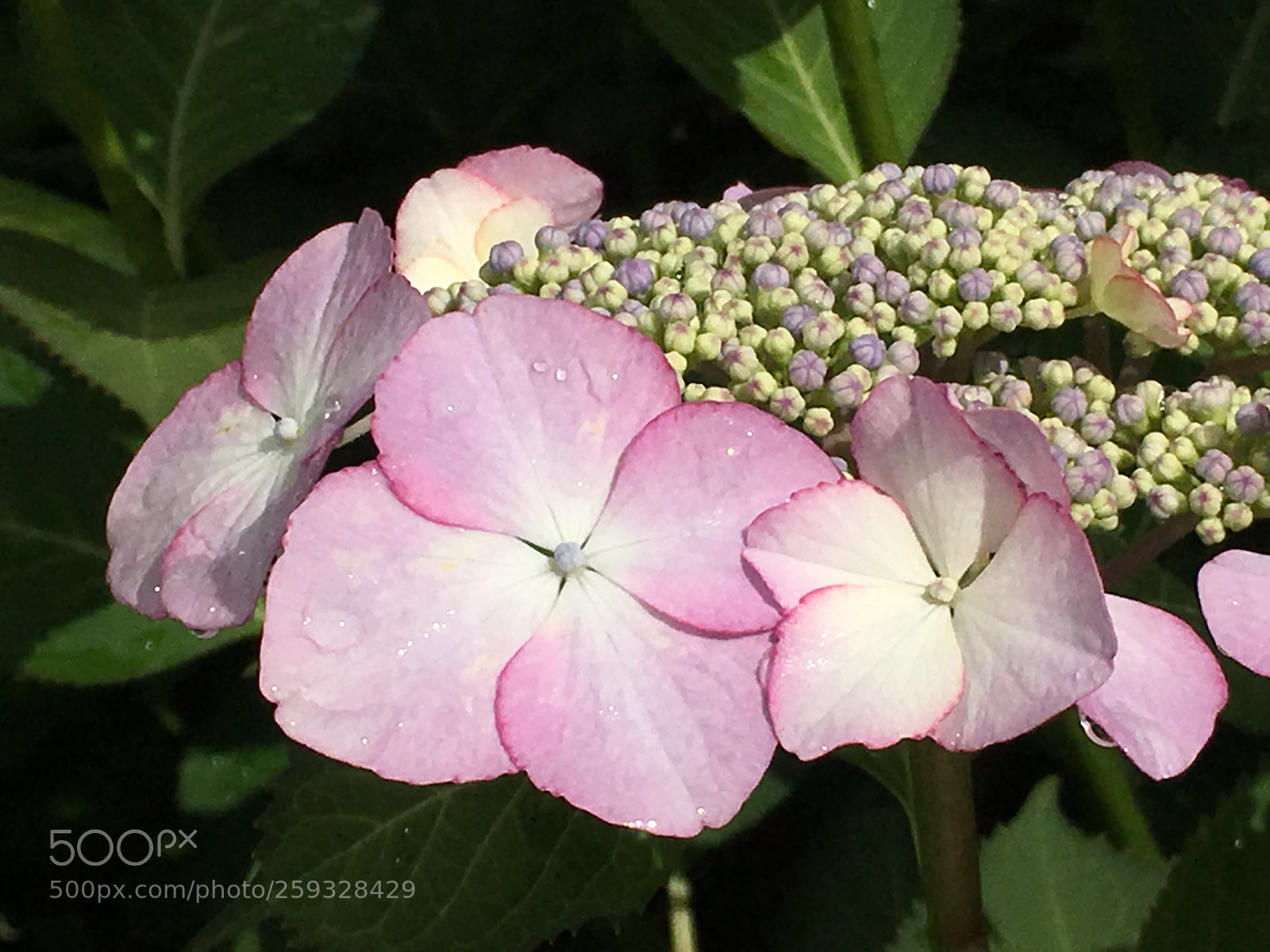 Apple iPhone 6s Plus sample photo. Spring2018 flowers photography