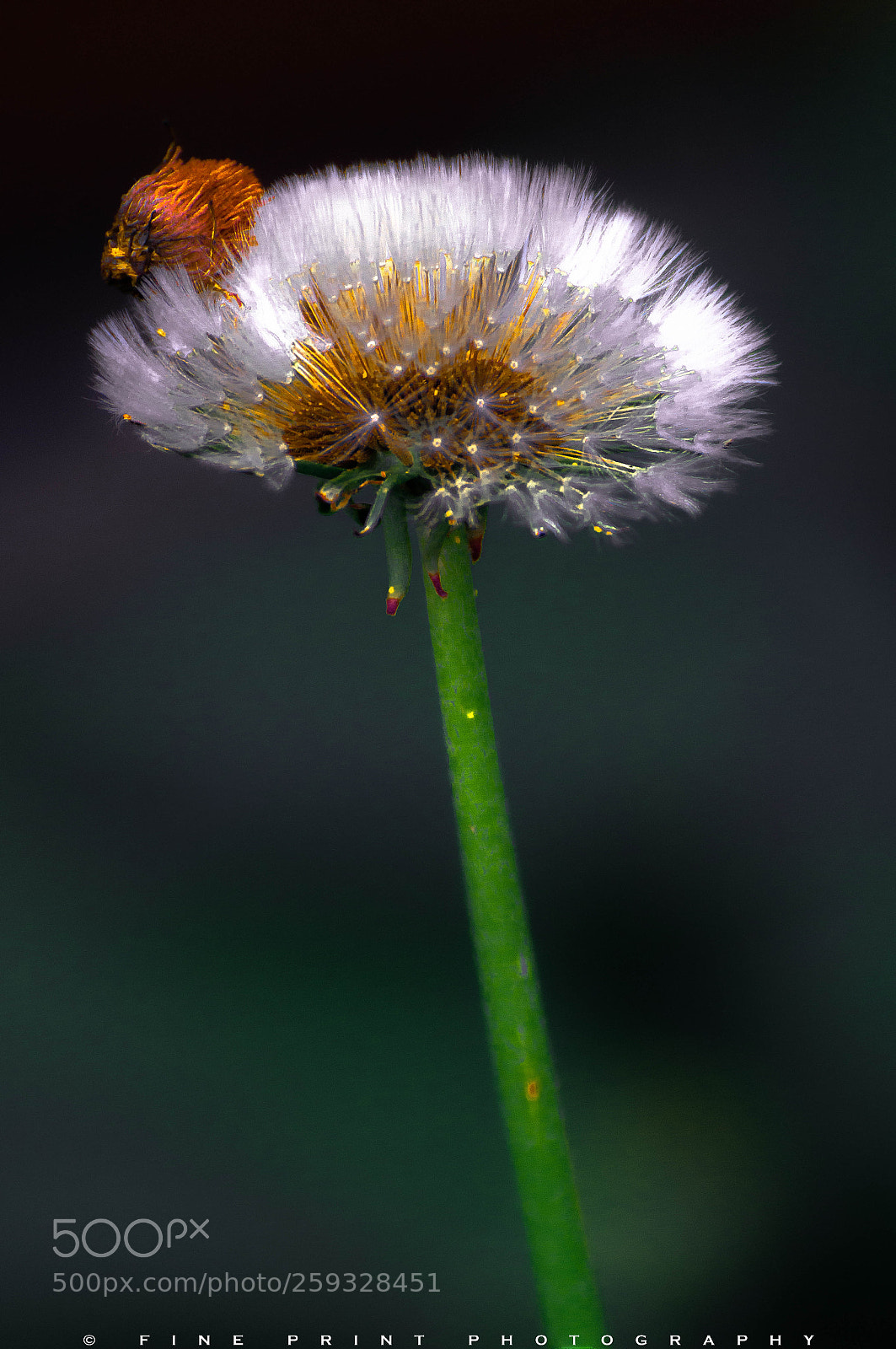 Nikon D3200 sample photo. "sparkler" (2018) photography
