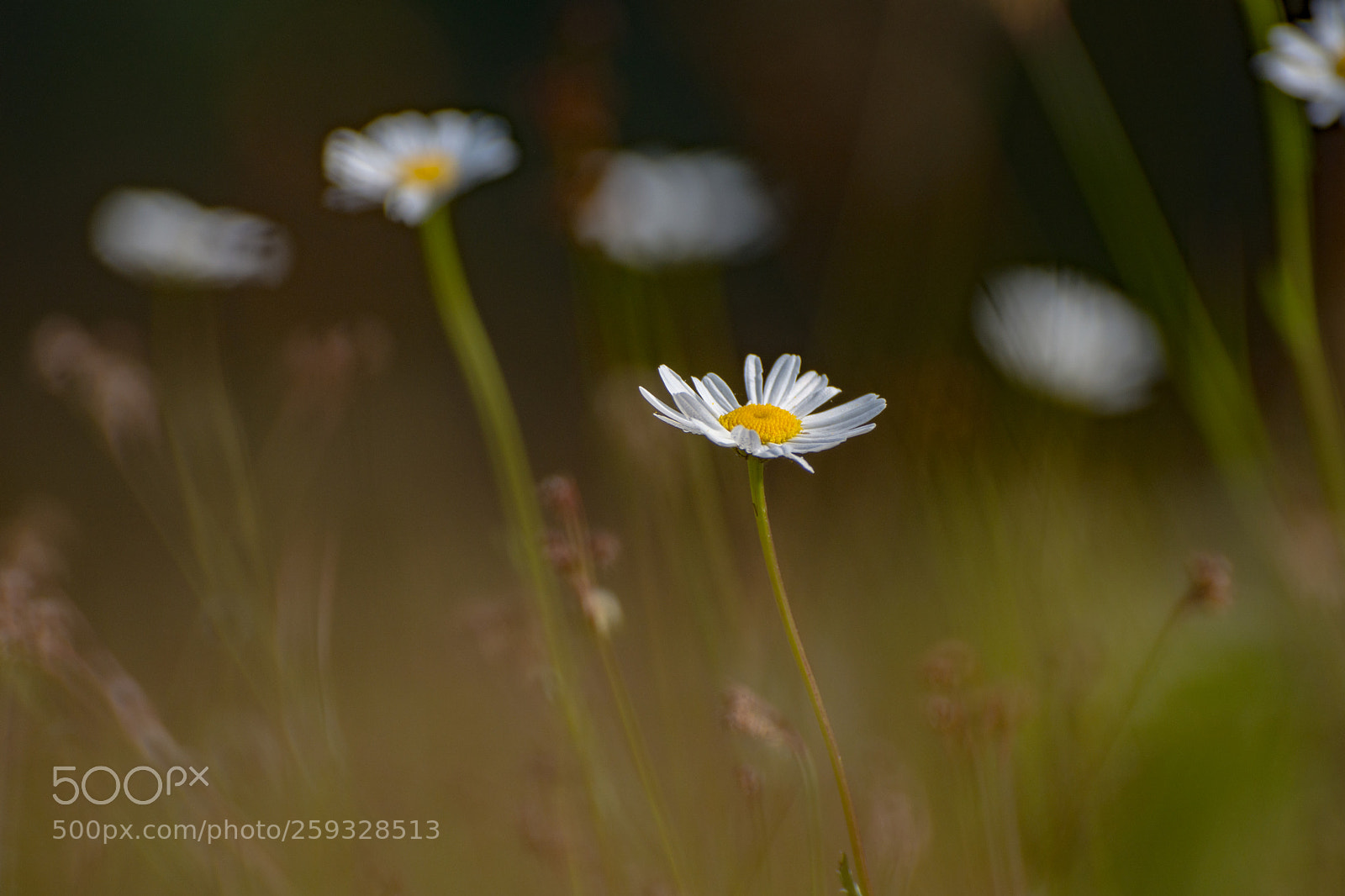 Nikon D7200 sample photo. Chamomile in early morning photography