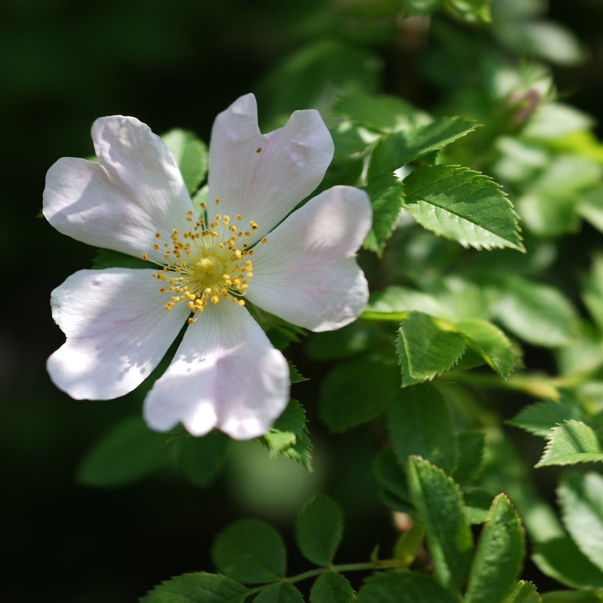 Sony Cyber-shot DSC-RX1 sample photo. Rosa canina ii photography