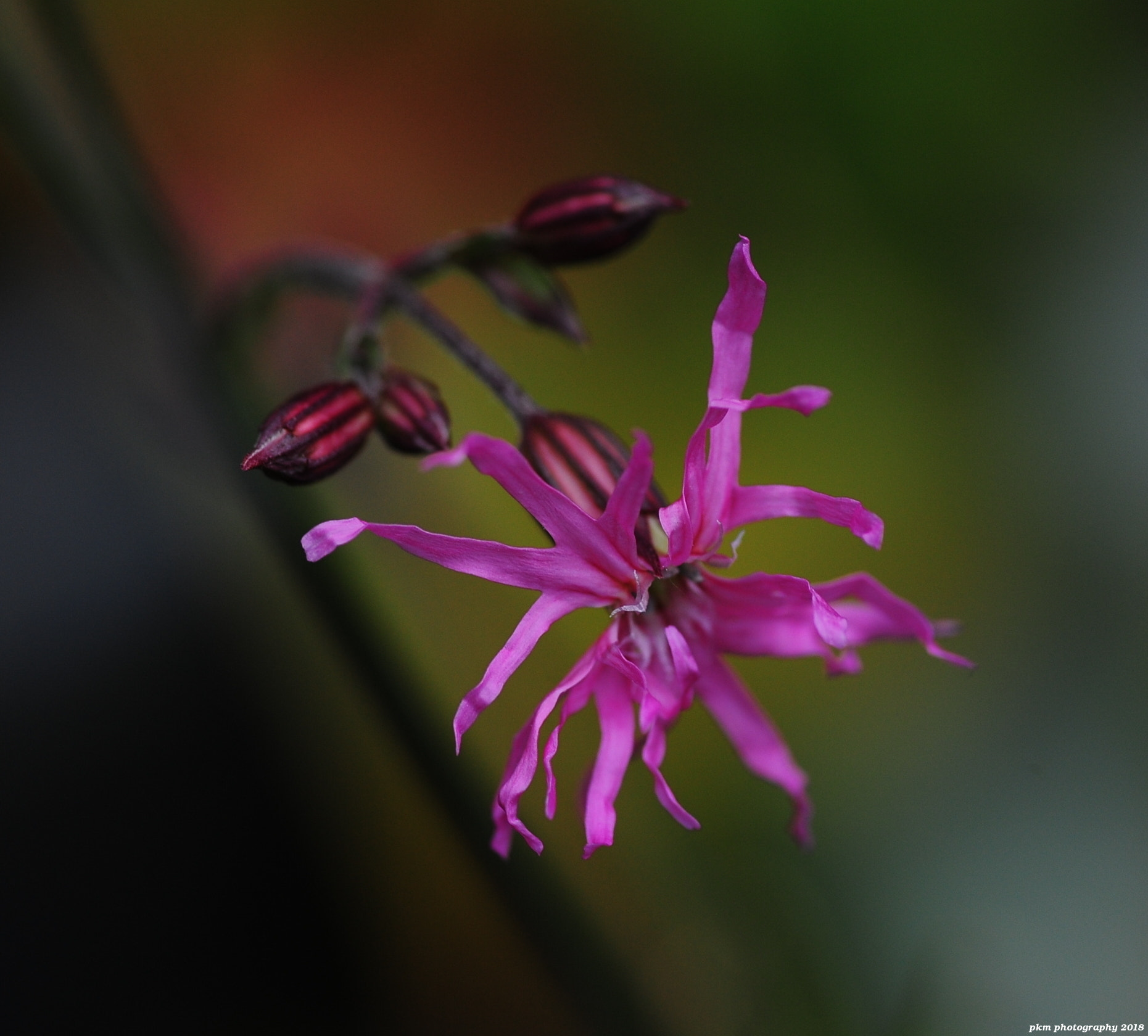 Nikon D700 sample photo. Ragged robin photography