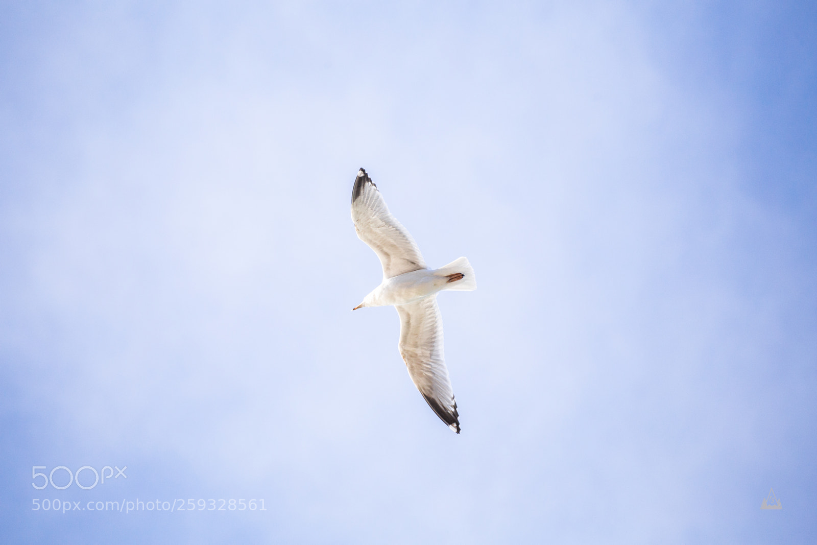 Canon EOS 6D sample photo. Great black backed gull photography