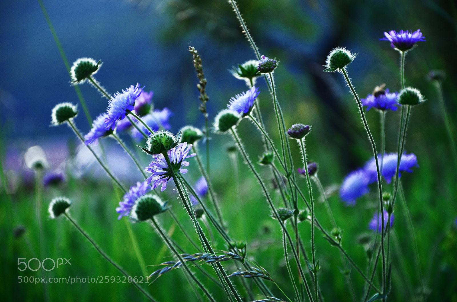 Nikon D5100 sample photo. In the meadow photography