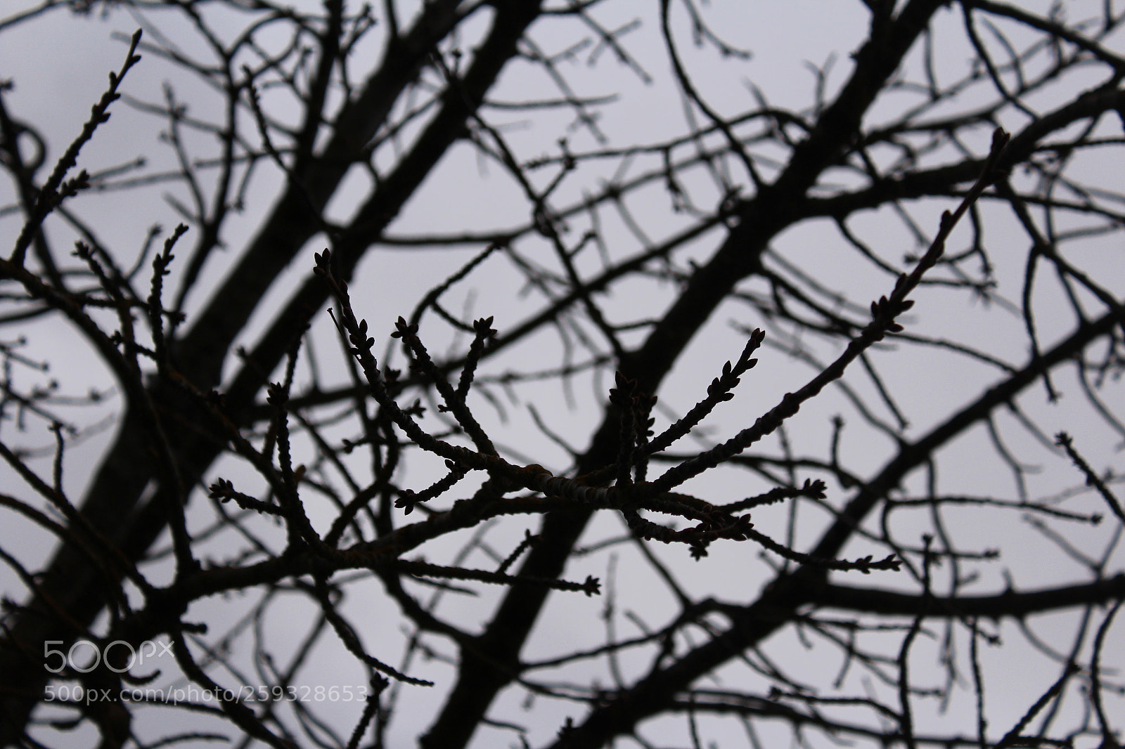 Canon EOS 1200D (EOS Rebel T5 / EOS Kiss X70 / EOS Hi) sample photo. Img photography