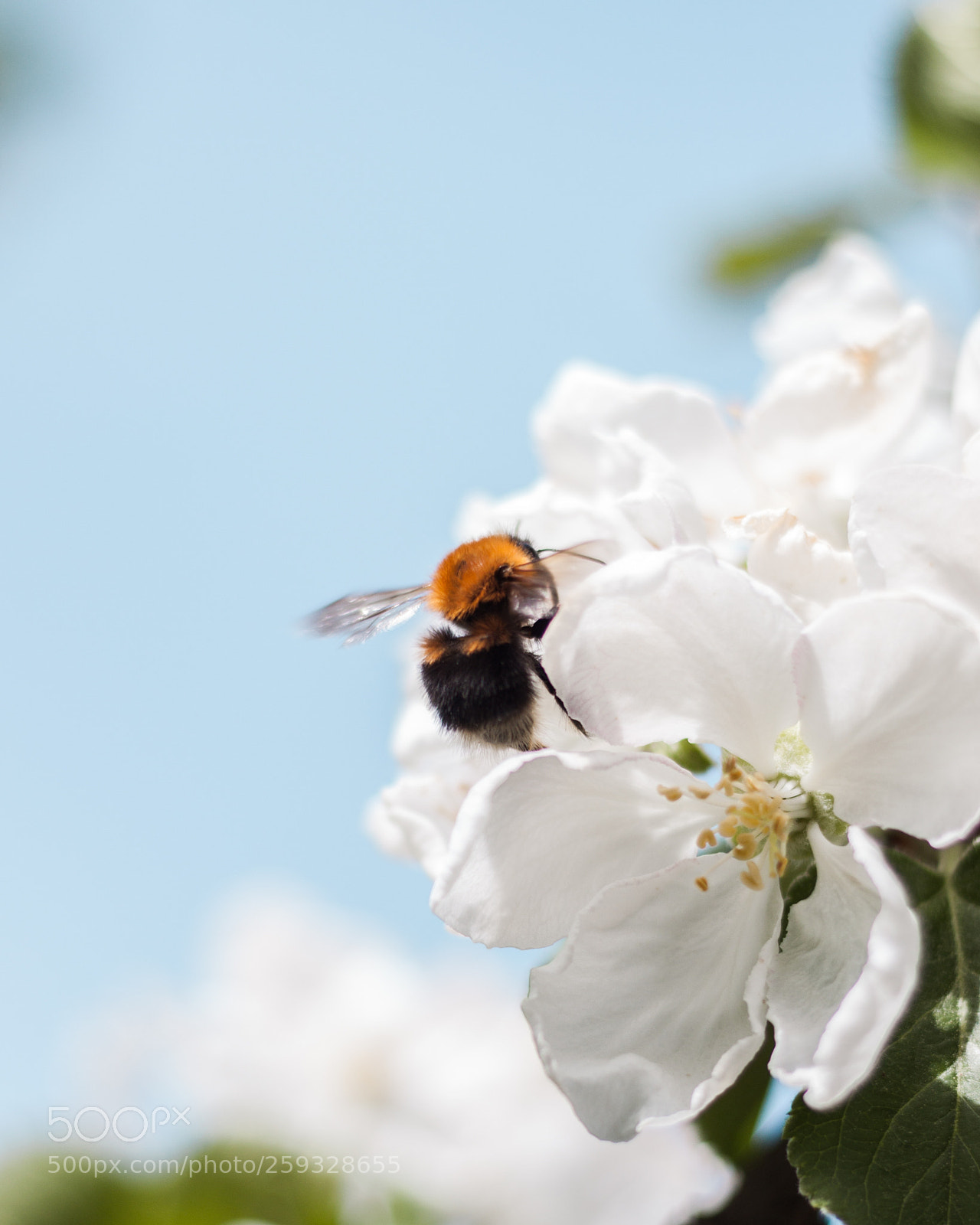 Canon EOS 500D (EOS Rebel T1i / EOS Kiss X3) sample photo. Bumblebee photography