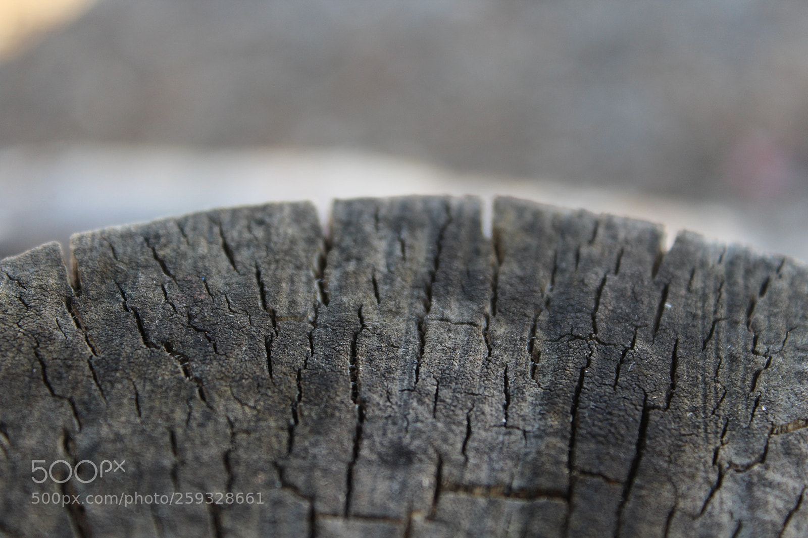 Canon EOS 1200D (EOS Rebel T5 / EOS Kiss X70 / EOS Hi) sample photo. Selective focus photography
