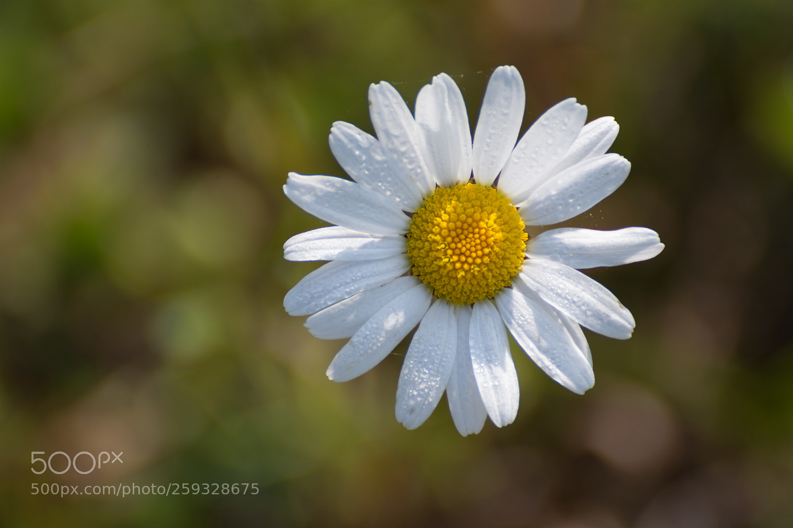 Nikon D7200 sample photo. Chamomile from above photography