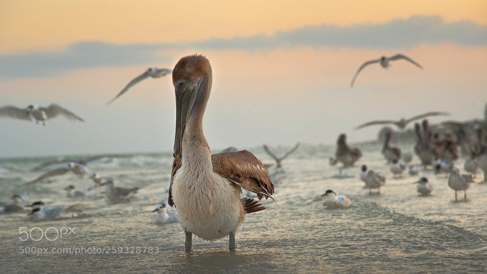 Nikon D750 sample photo. Juvenile brown pelican photography