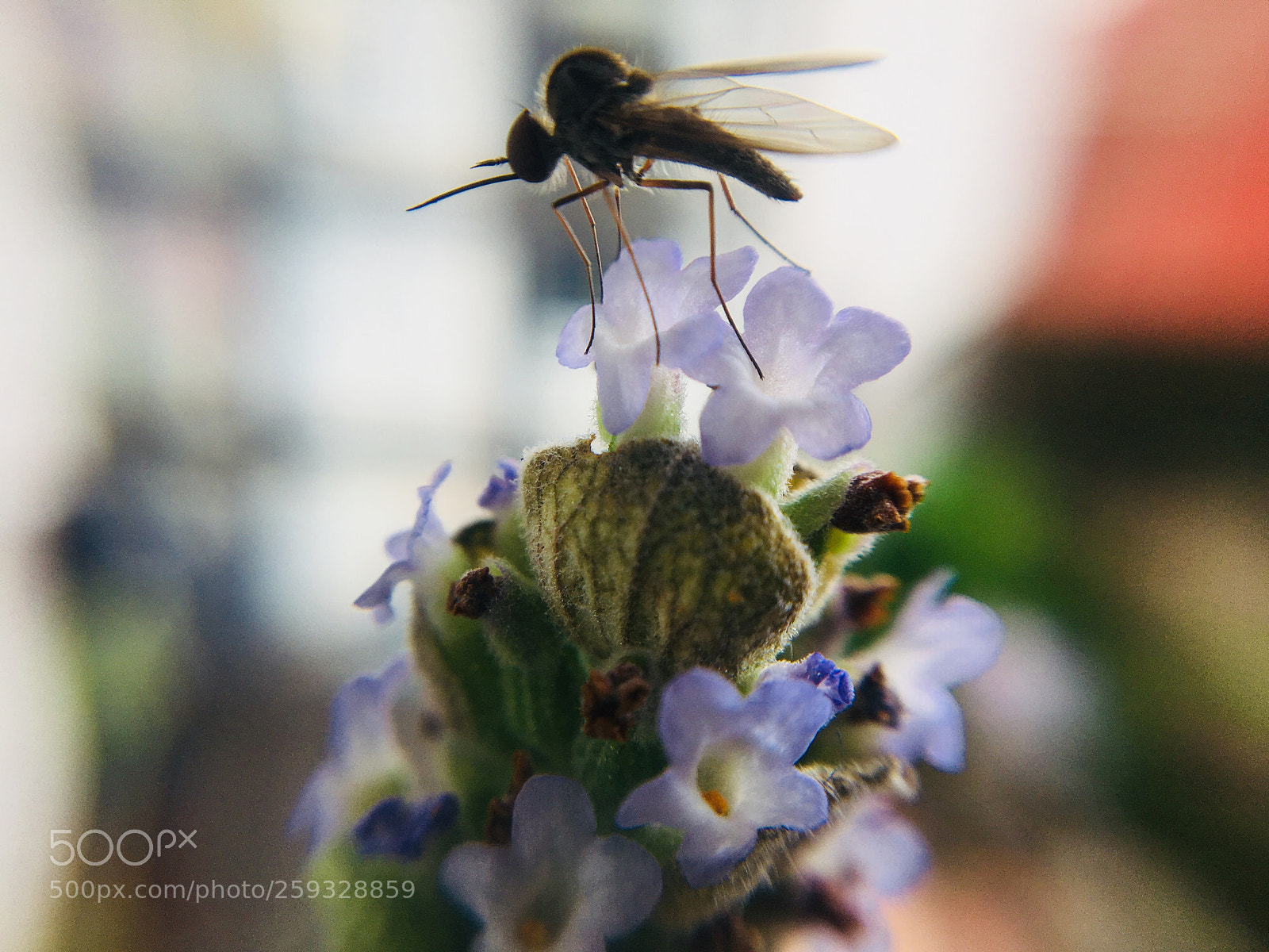 Apple iPhone 6s sample photo. Lavanda photography