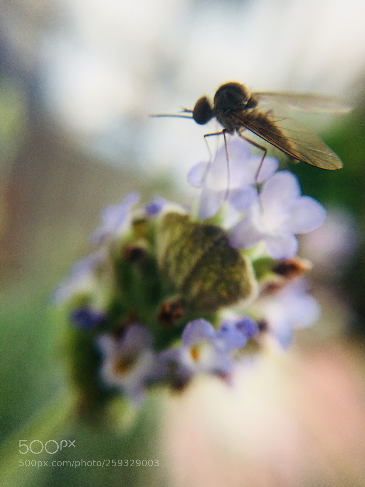 Apple iPhone 6s sample photo. Lavanda photography