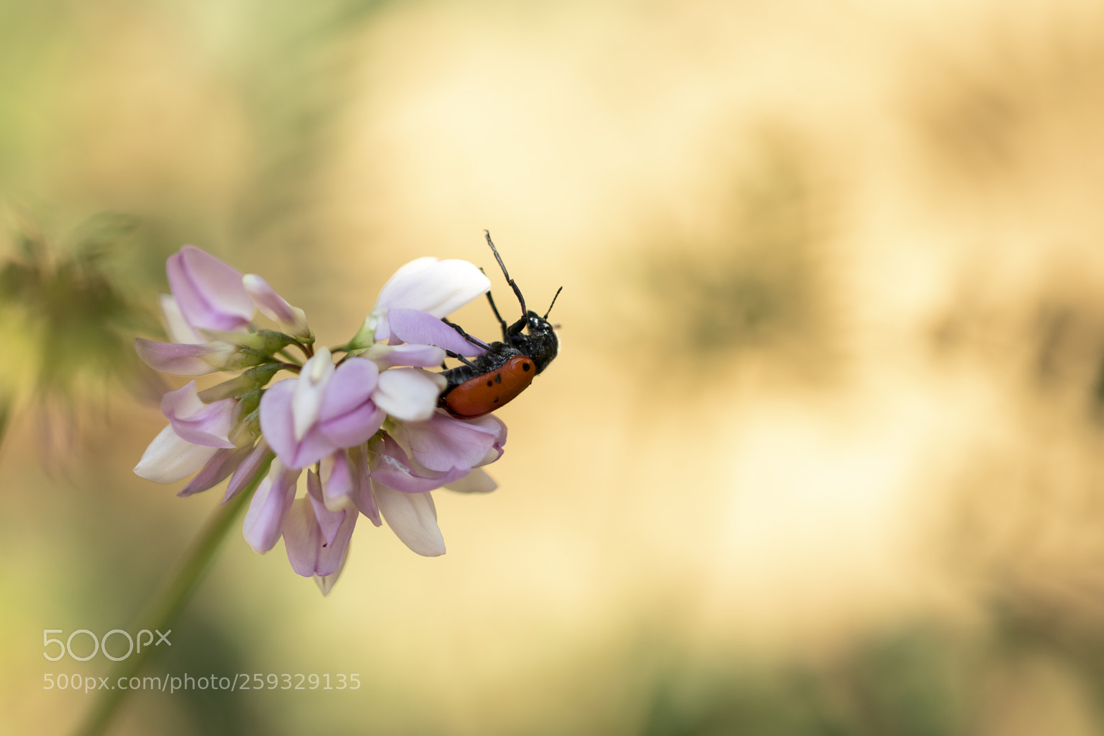 Canon EOS 77D (EOS 9000D / EOS 770D) sample photo. Polinizacion photography
