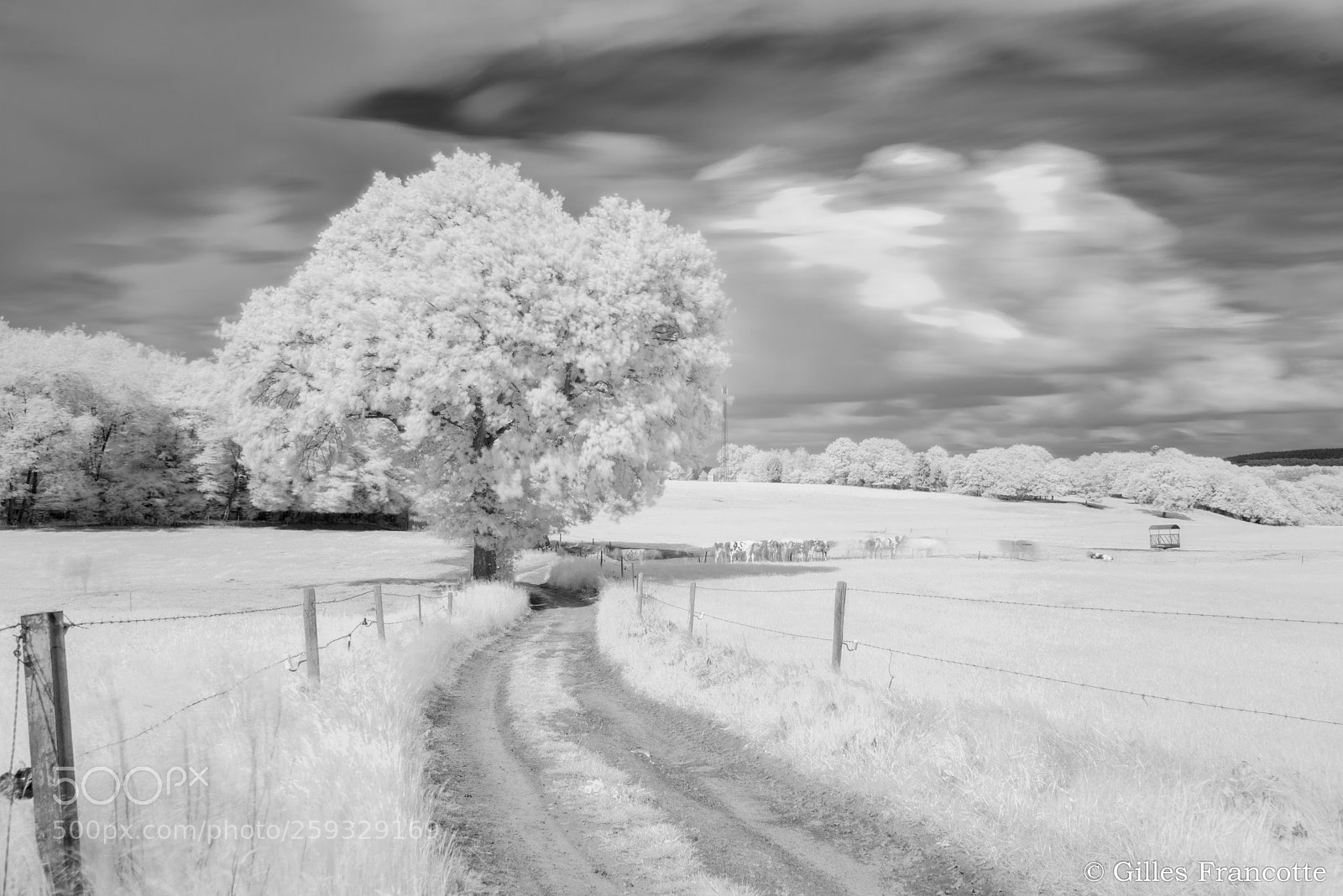Nikon D800 sample photo. Track to nowhere. photography