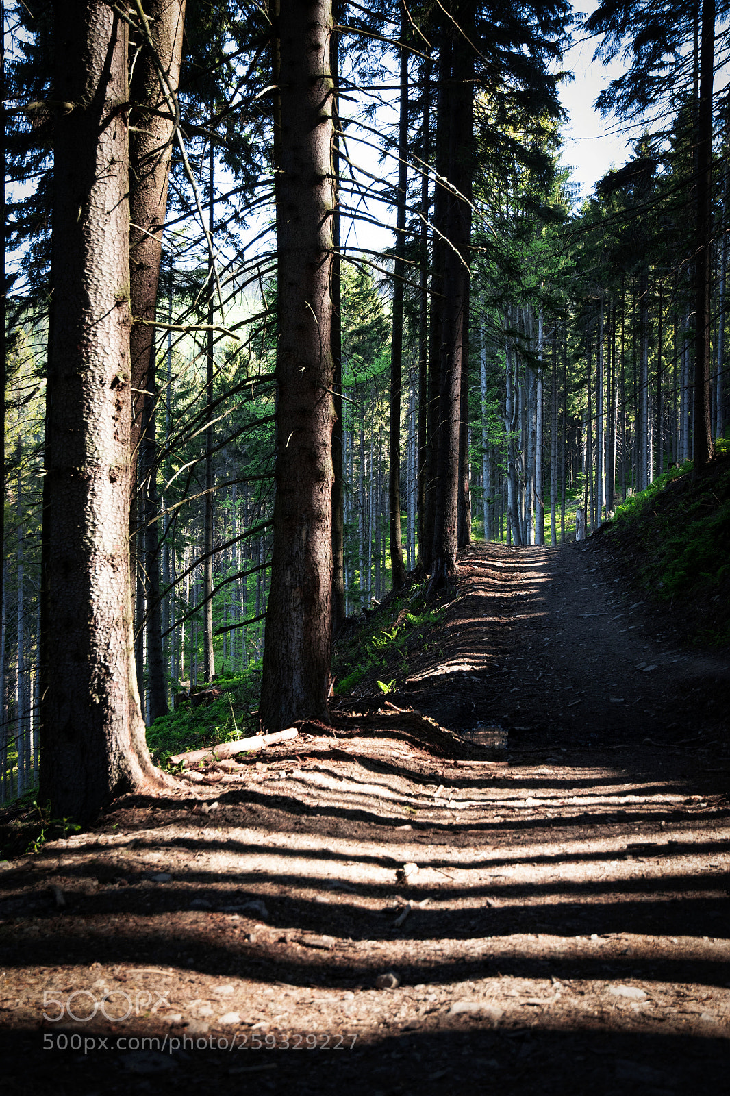 Nikon D5500 sample photo. Long shadows on a photography