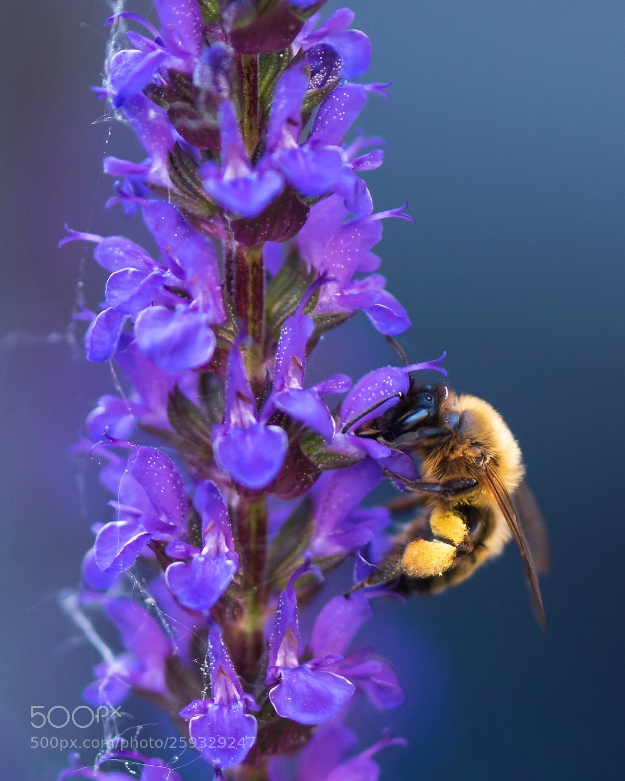 Nikon D750 sample photo. Apis or honeybee photography