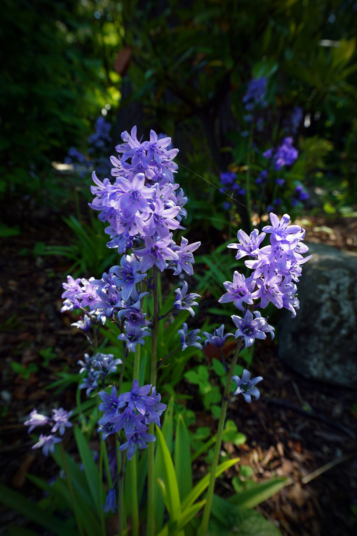 Sony a5100 sample photo. Flowers photography