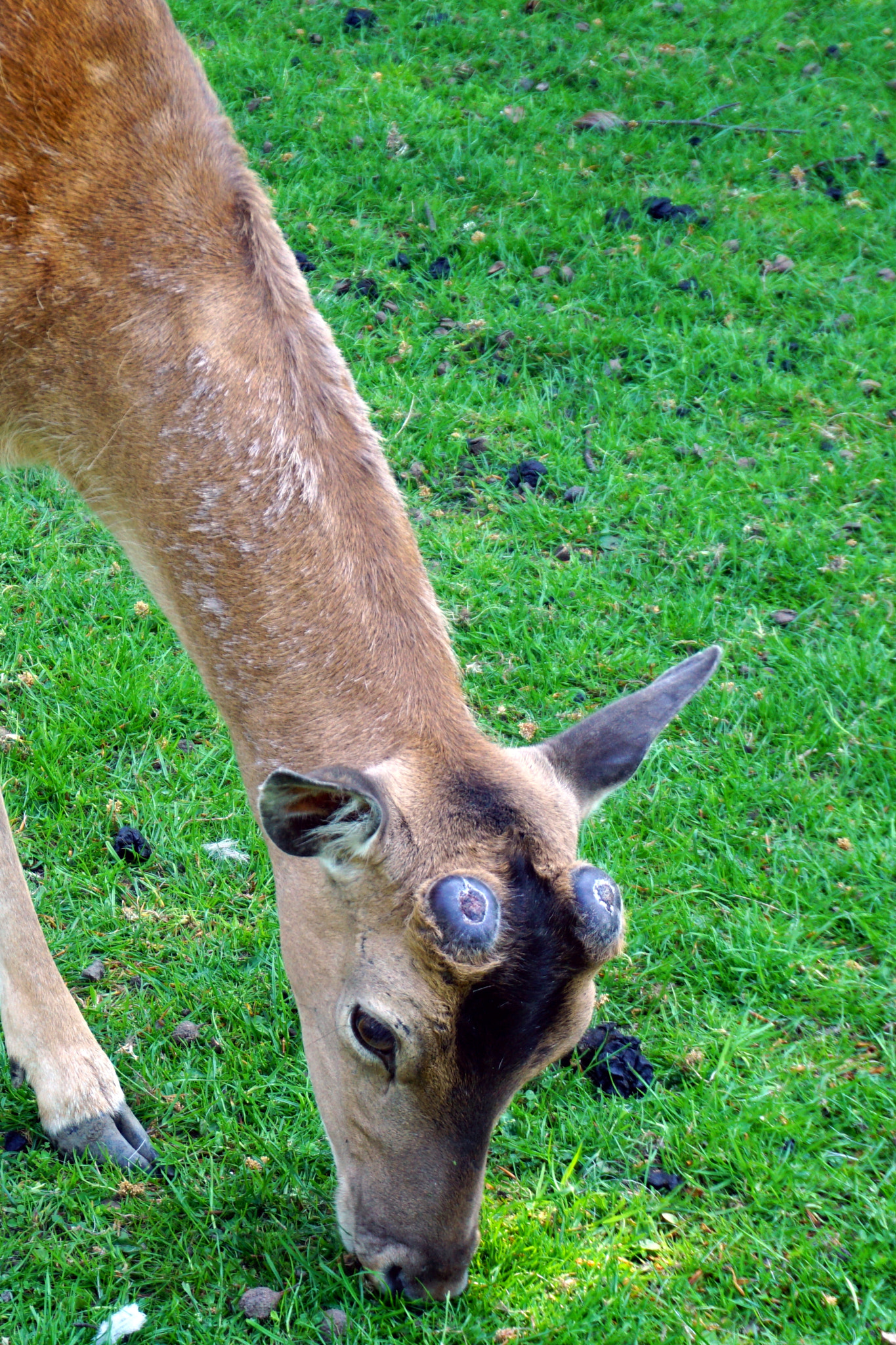 Sony a5100 sample photo. Deer photography