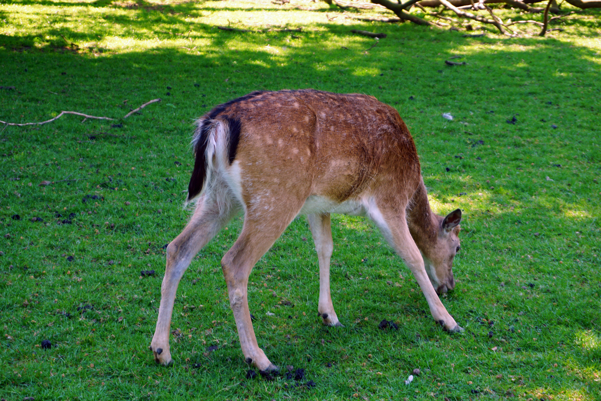 Sony a5100 sample photo. Deer photography