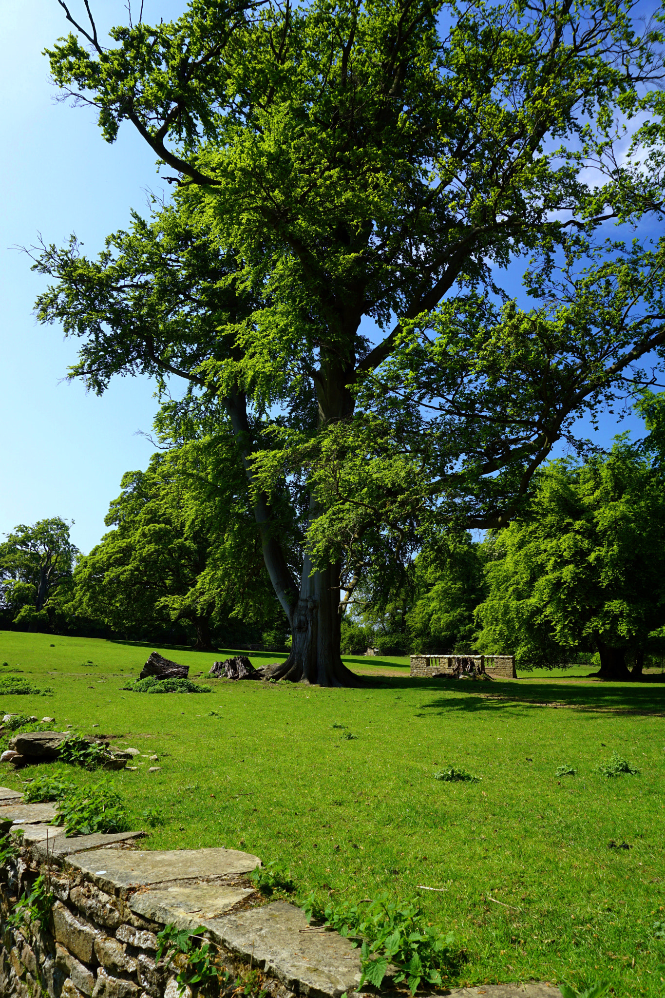 Sony a5100 sample photo. Tree photography