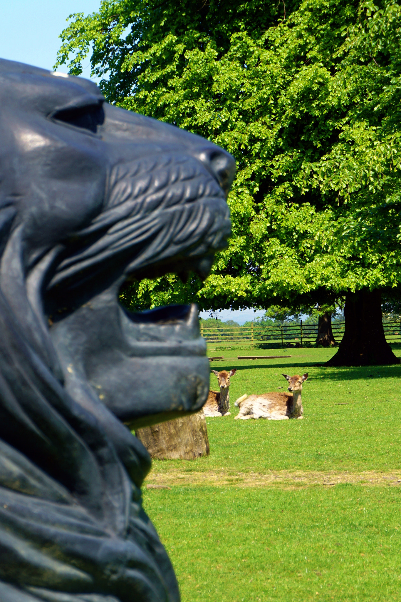 Sony a5100 sample photo. The lion and the deer photography