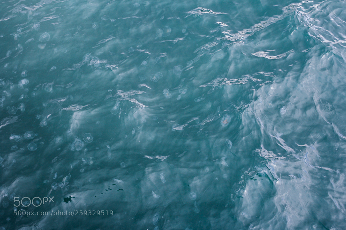 Canon EOS 60D sample photo. Sea of jellyfish photography