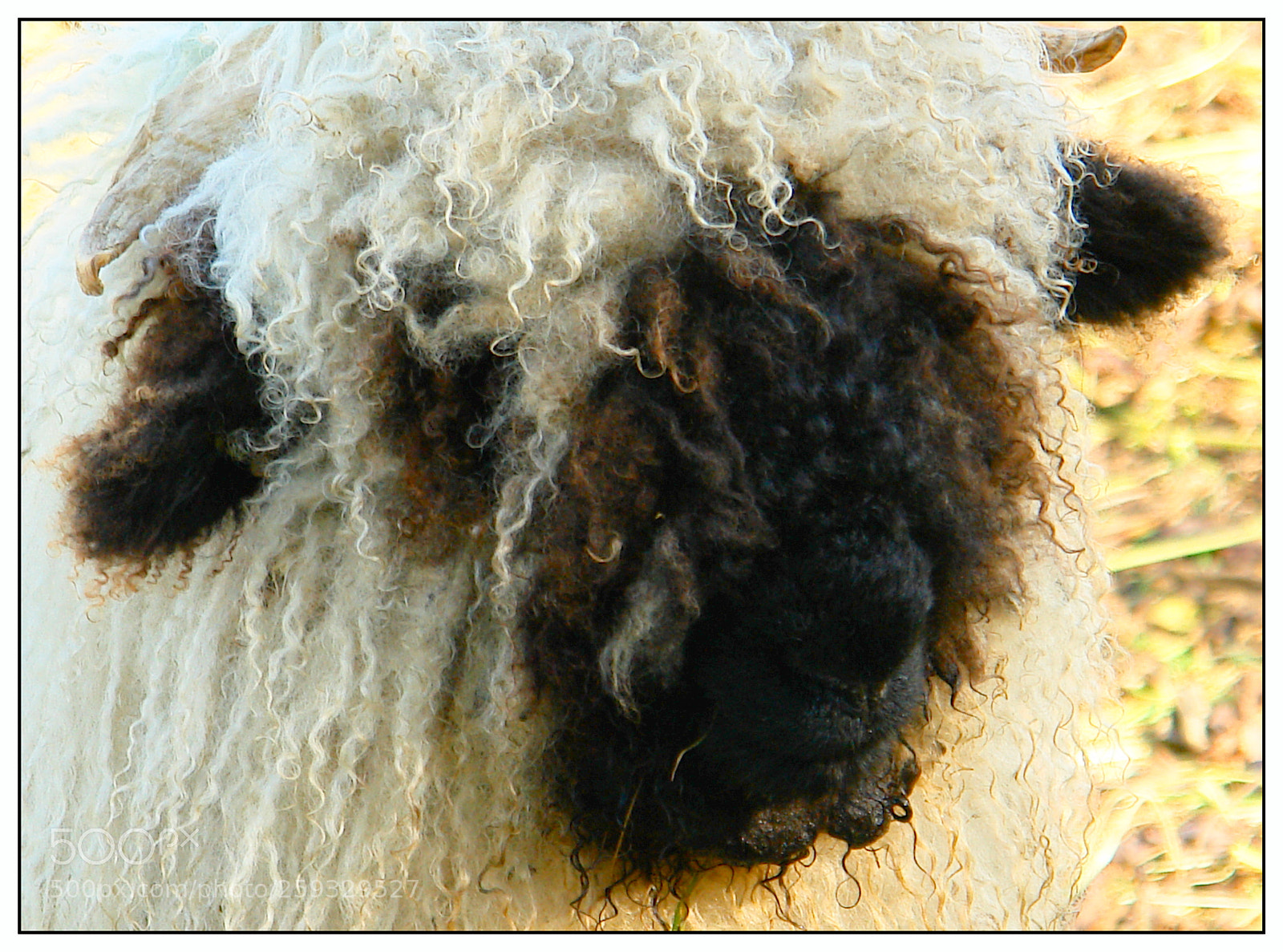 Sony DSC-R1 sample photo. Hippie-sheep photography