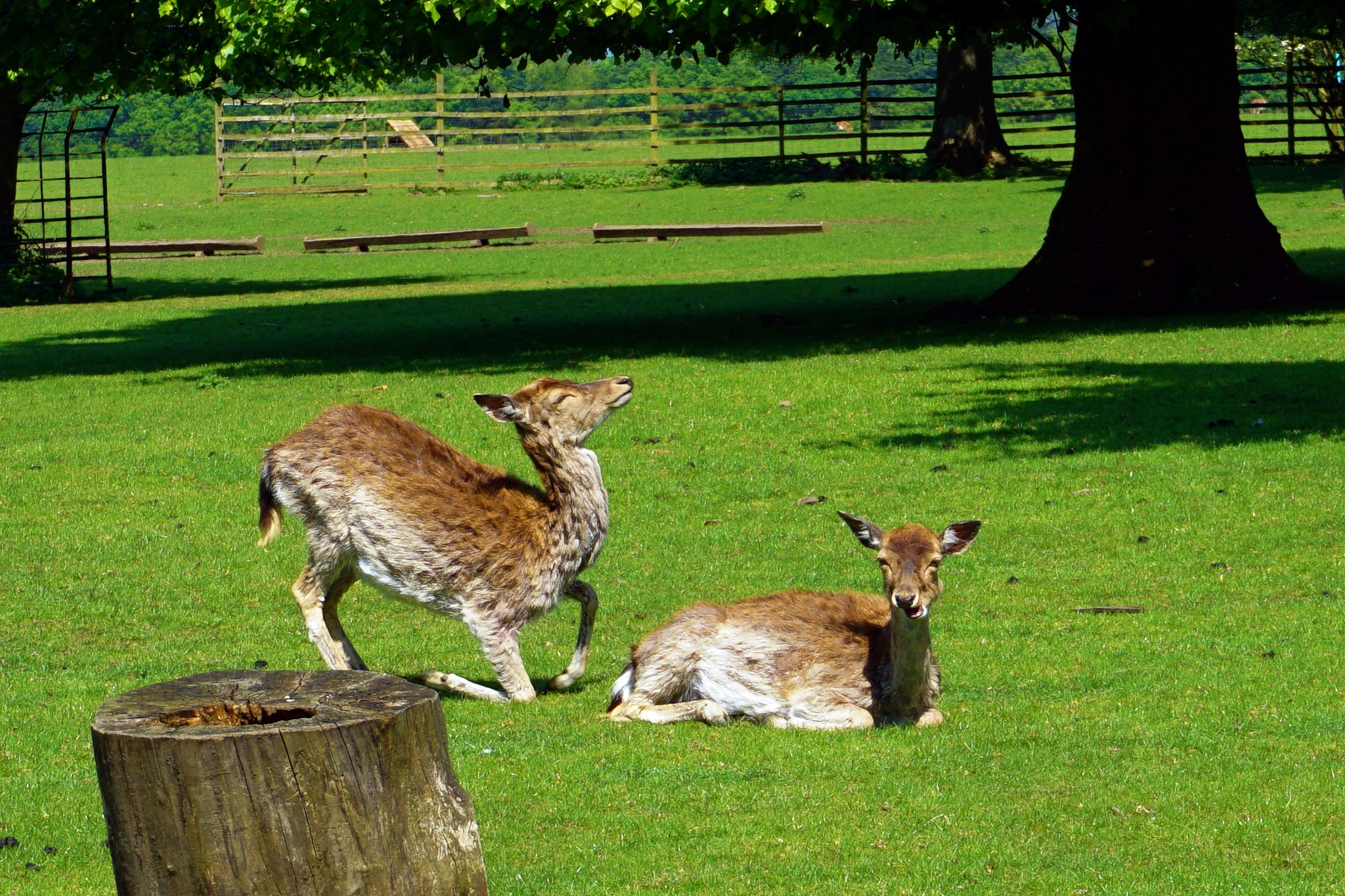 Sony a5100 sample photo. Two deer photography