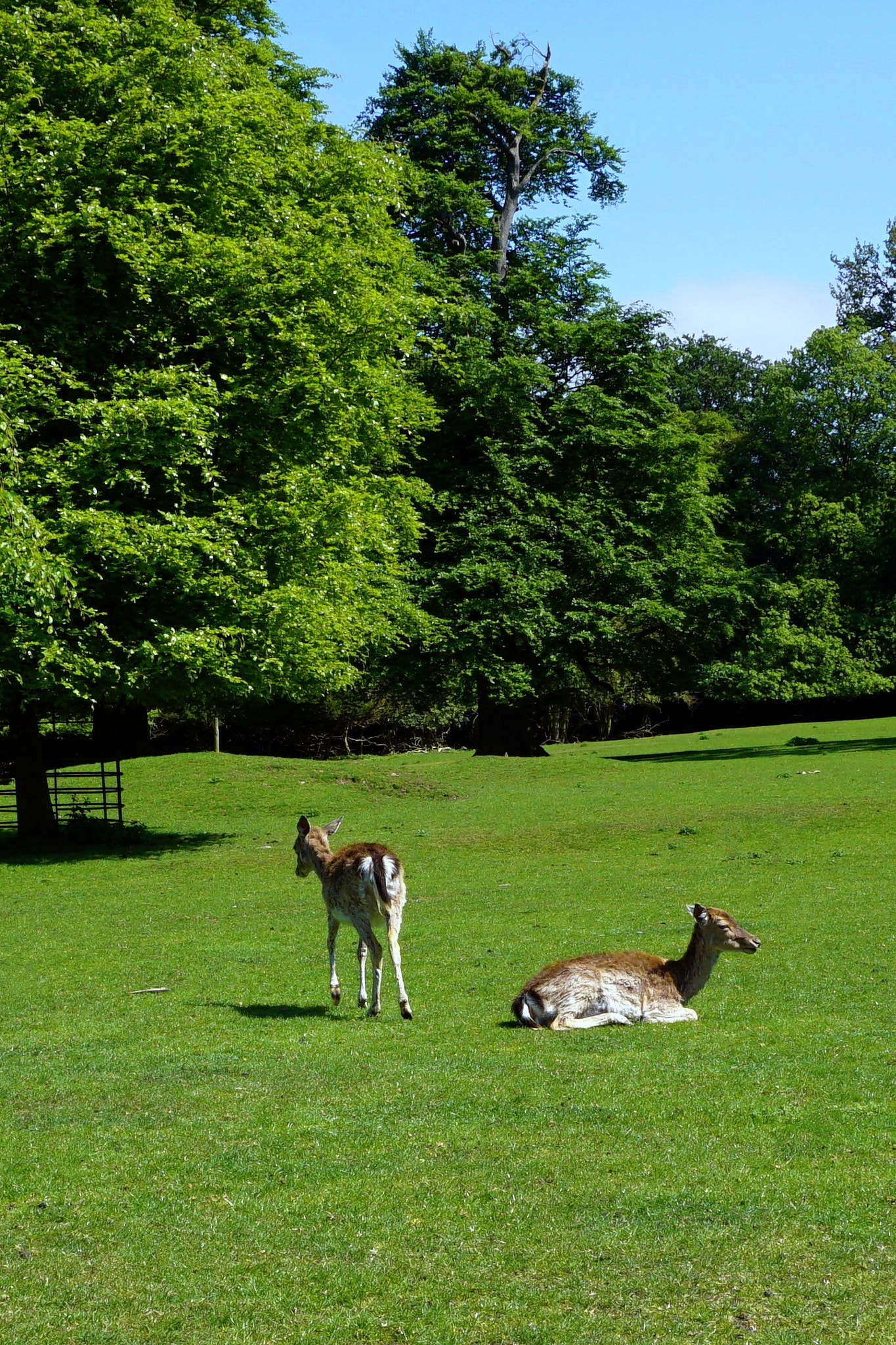 Sony a5100 sample photo. Deer landscape photography