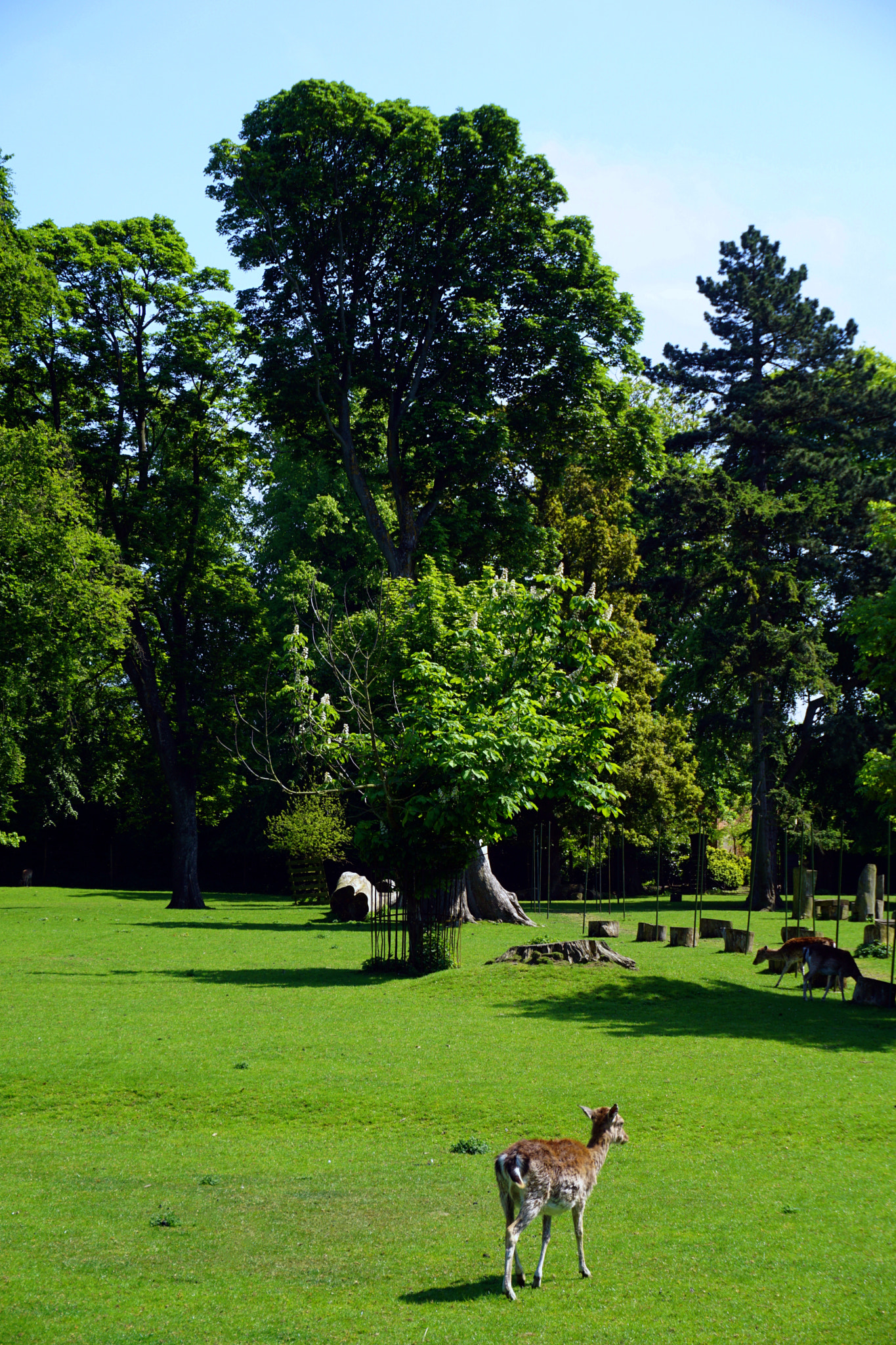 Sony a5100 sample photo. Deer landscape photography