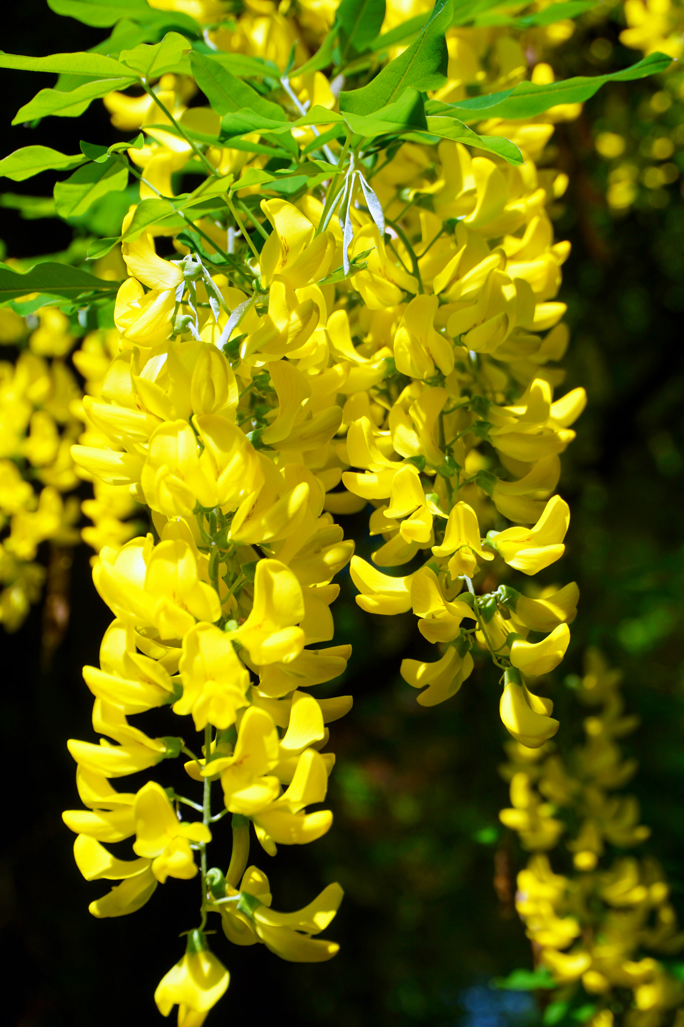 Sony a5100 sample photo. Laburnum photography