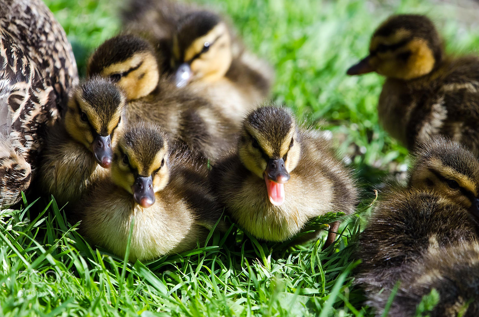 Nikon D5100 sample photo. Wild ducks photography
