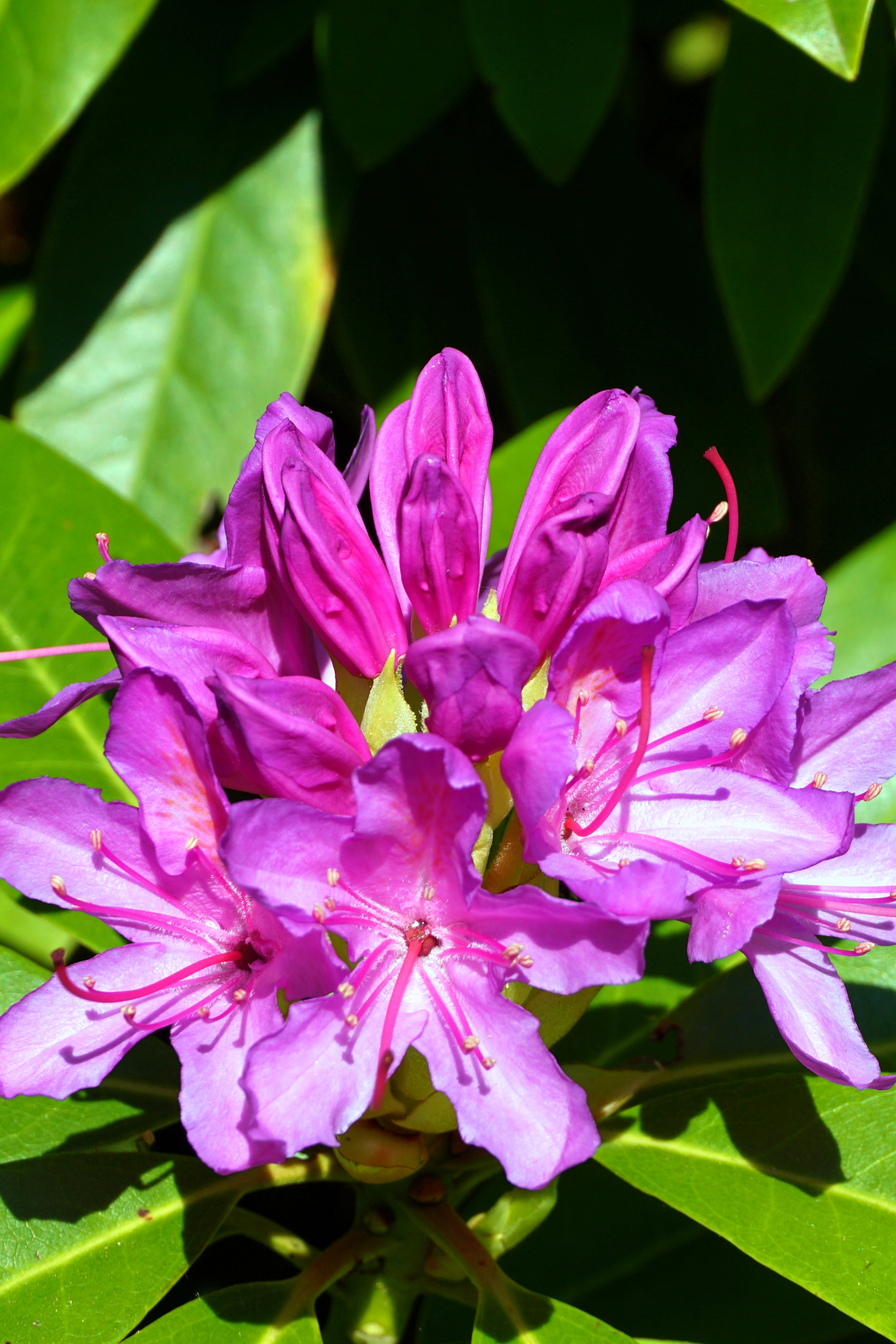 Sony a5100 sample photo. Rhododendrum photography