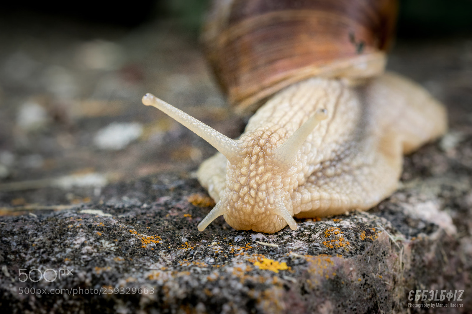 Sony ILCA-77M2 sample photo. Slow and steady iv photography