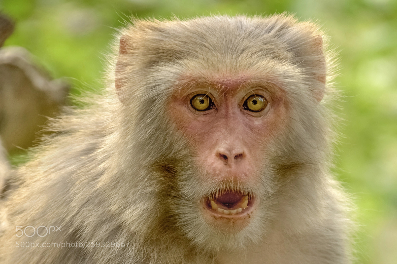 Pentax K-3 II sample photo. Angry photography