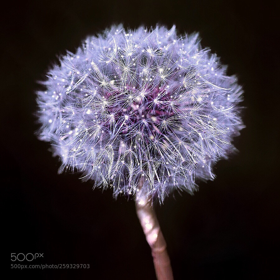 Nikon D5600 sample photo. Dandelion impression.  photography